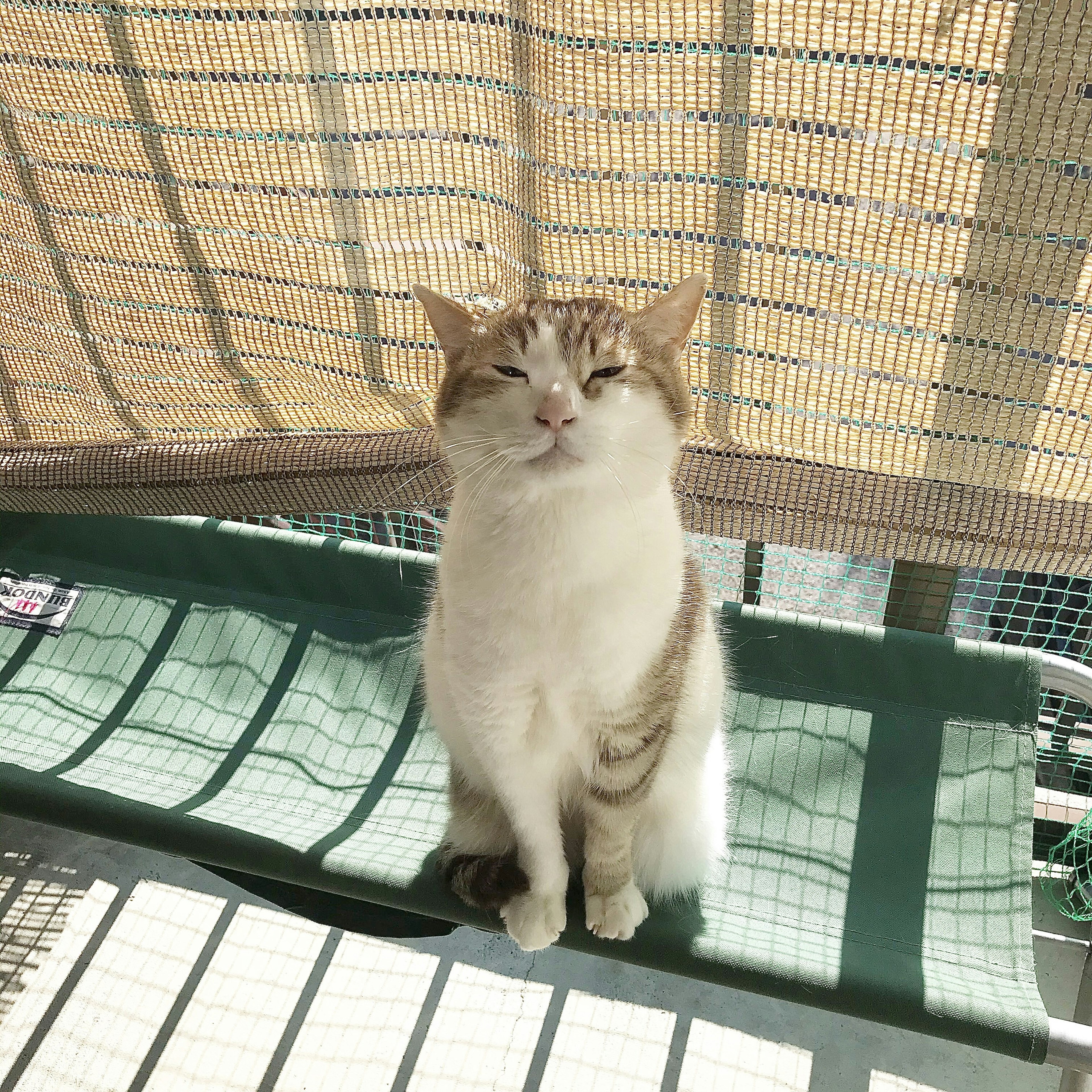 Un gato blanco y marrón sentado al sol