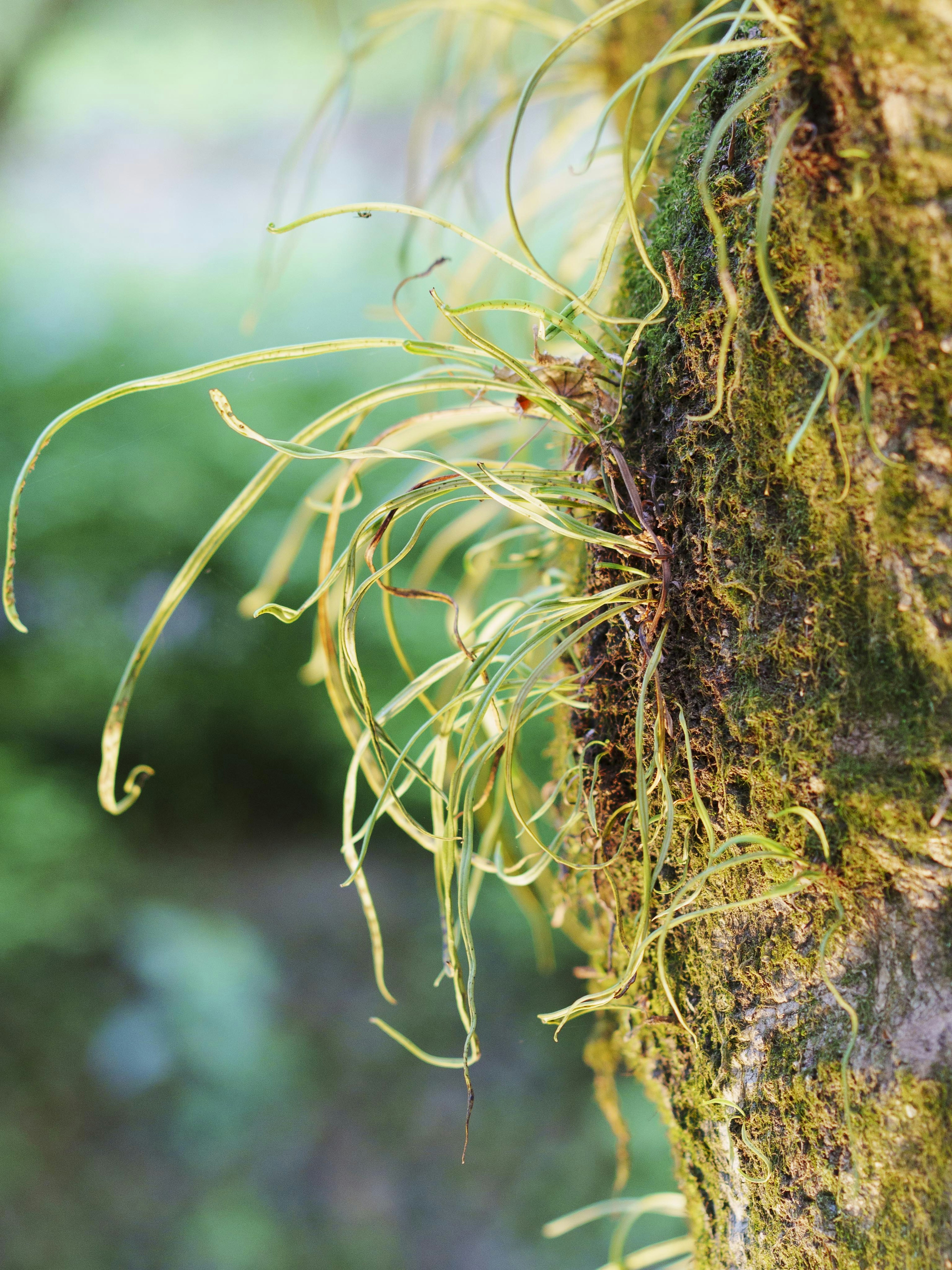 Plantas verdes alargadas creciendo en un tronco de árbol