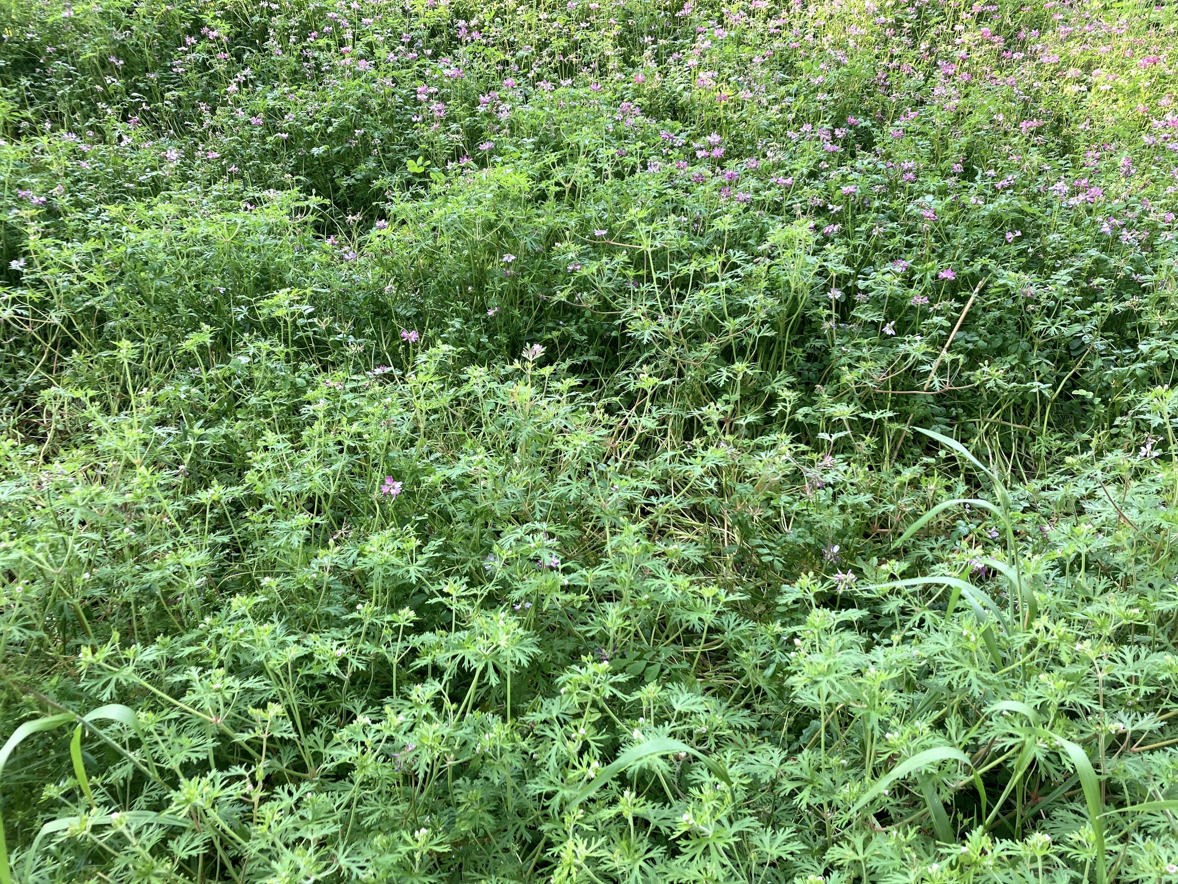 Dense green vegetation with various plants