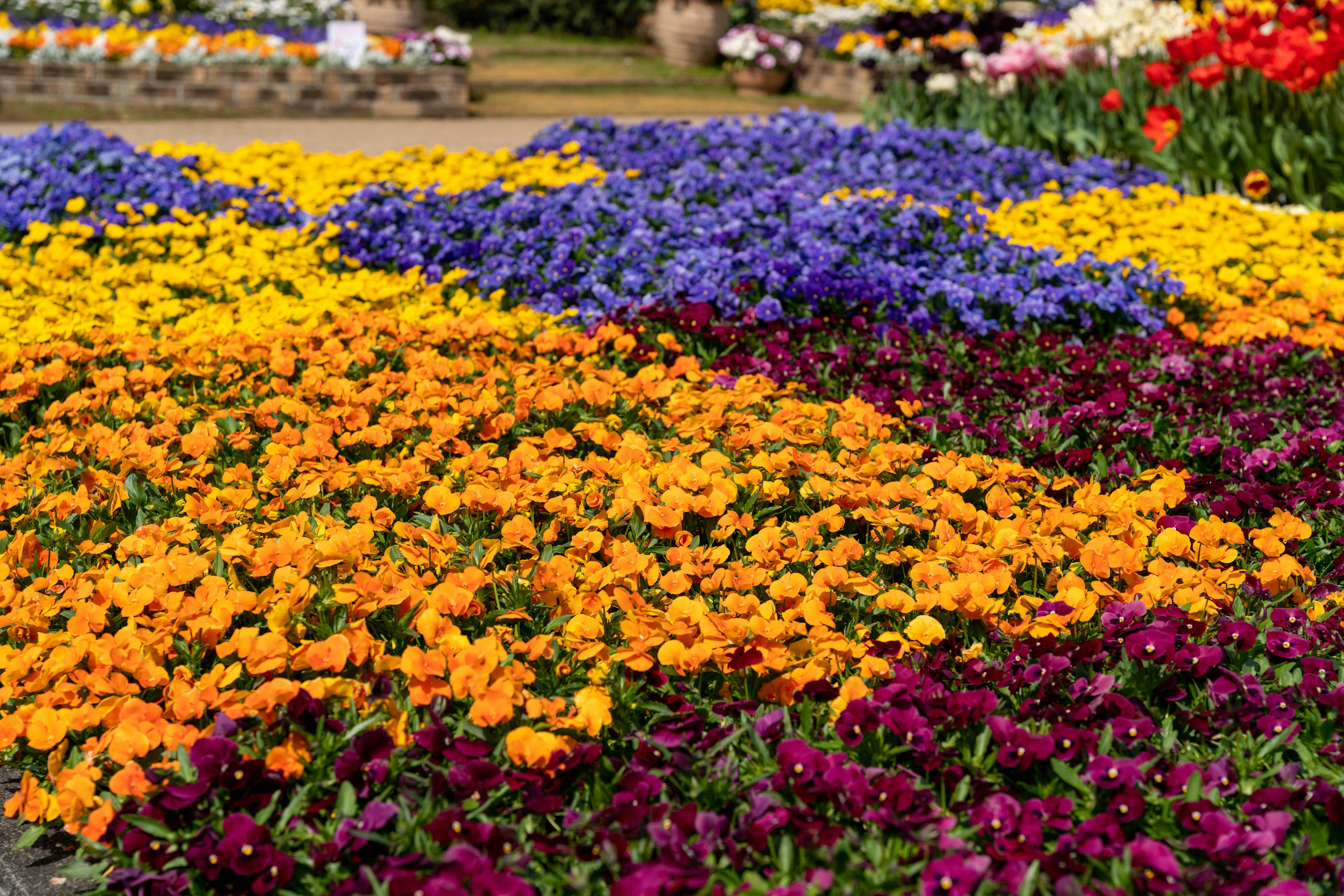 Colorful flowers in a vibrant garden landscape