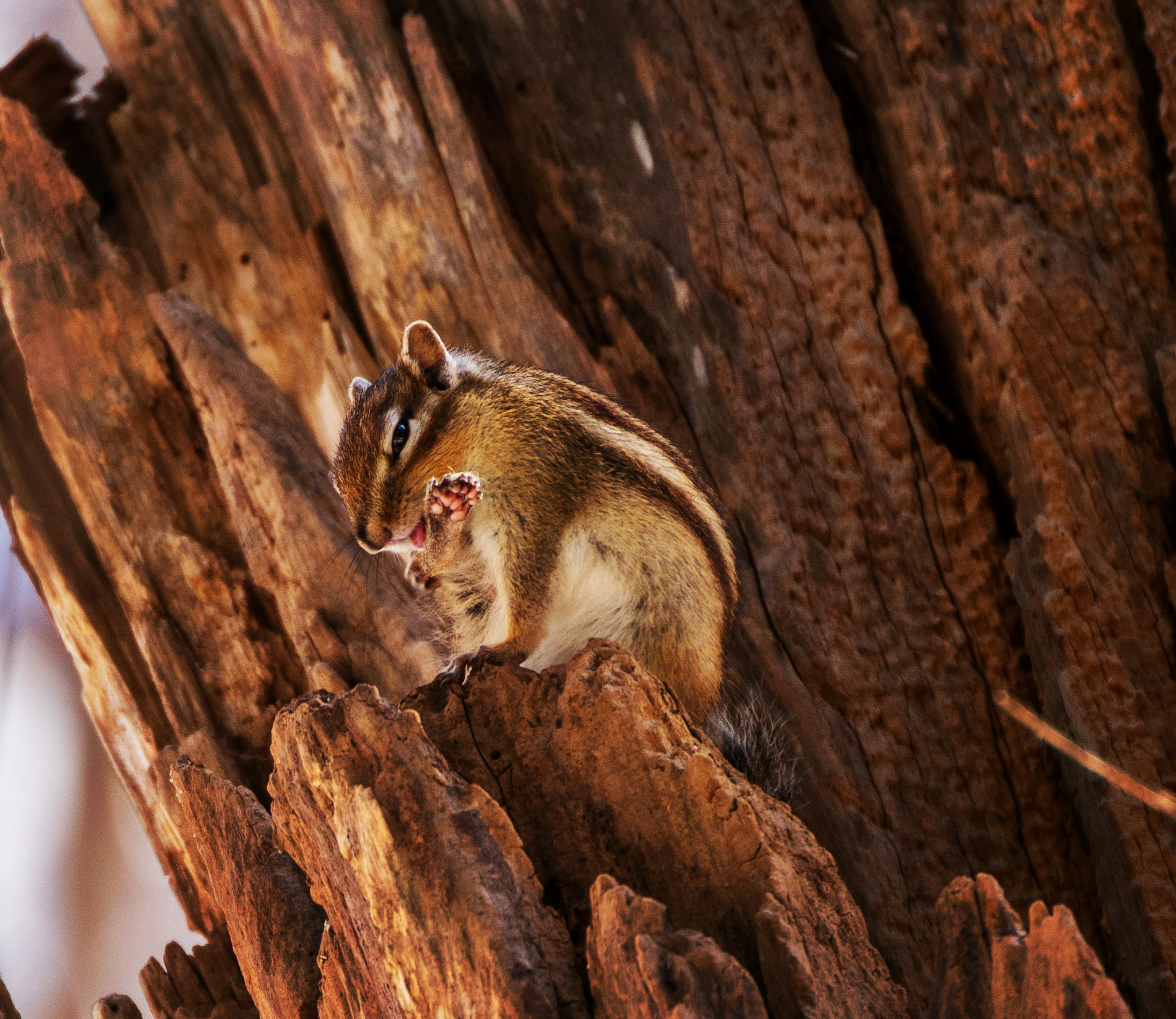 Una ardilla en un tronco de árbol sosteniendo comida