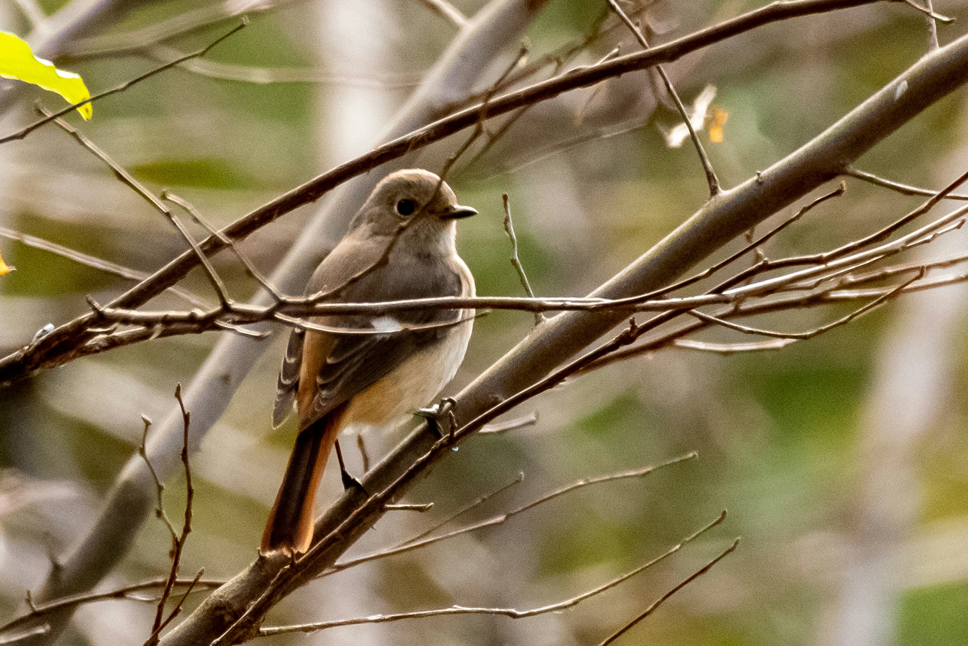 A small bird perched on a branch with a blurred green background