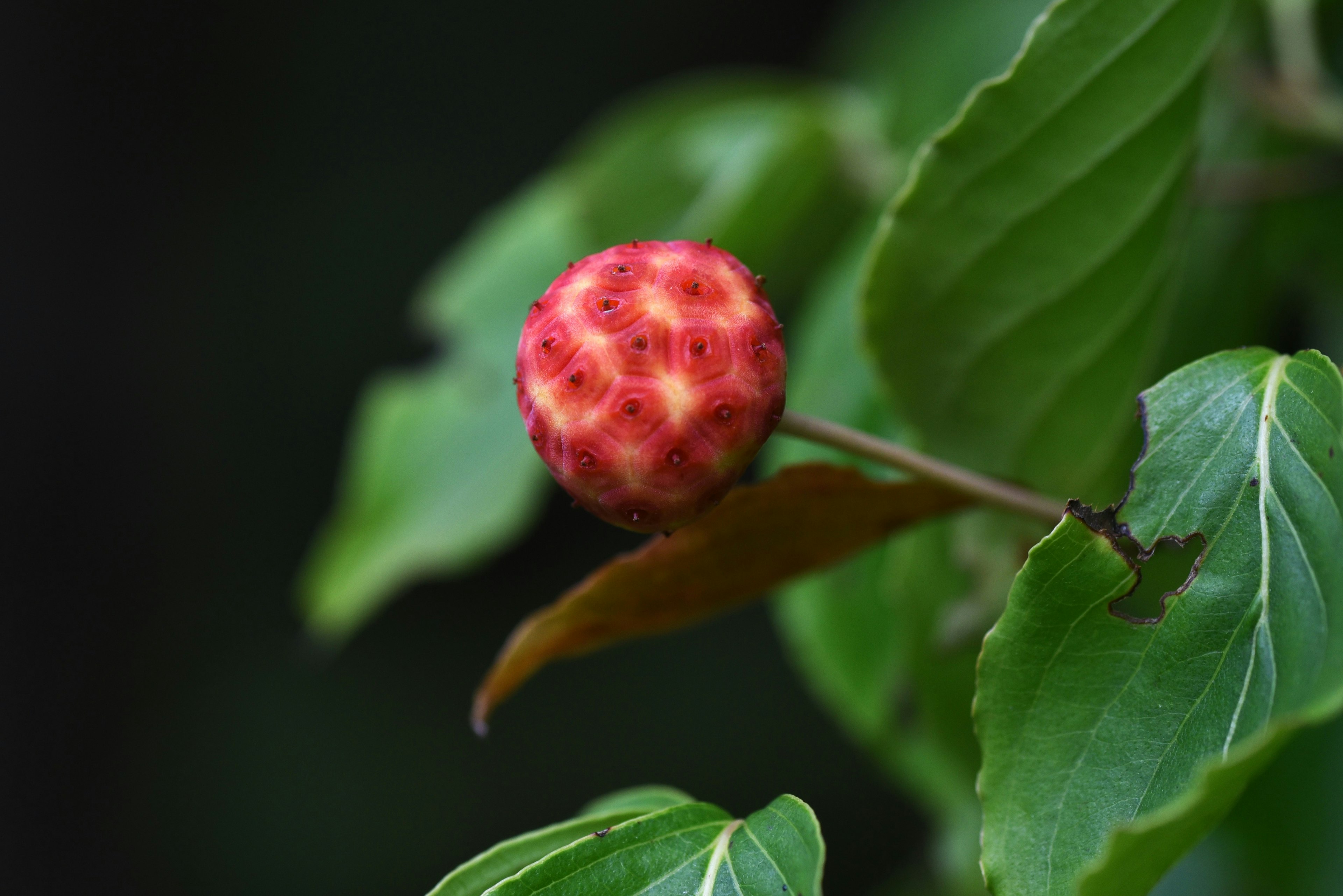 Buah merah dikelilingi daun hijau