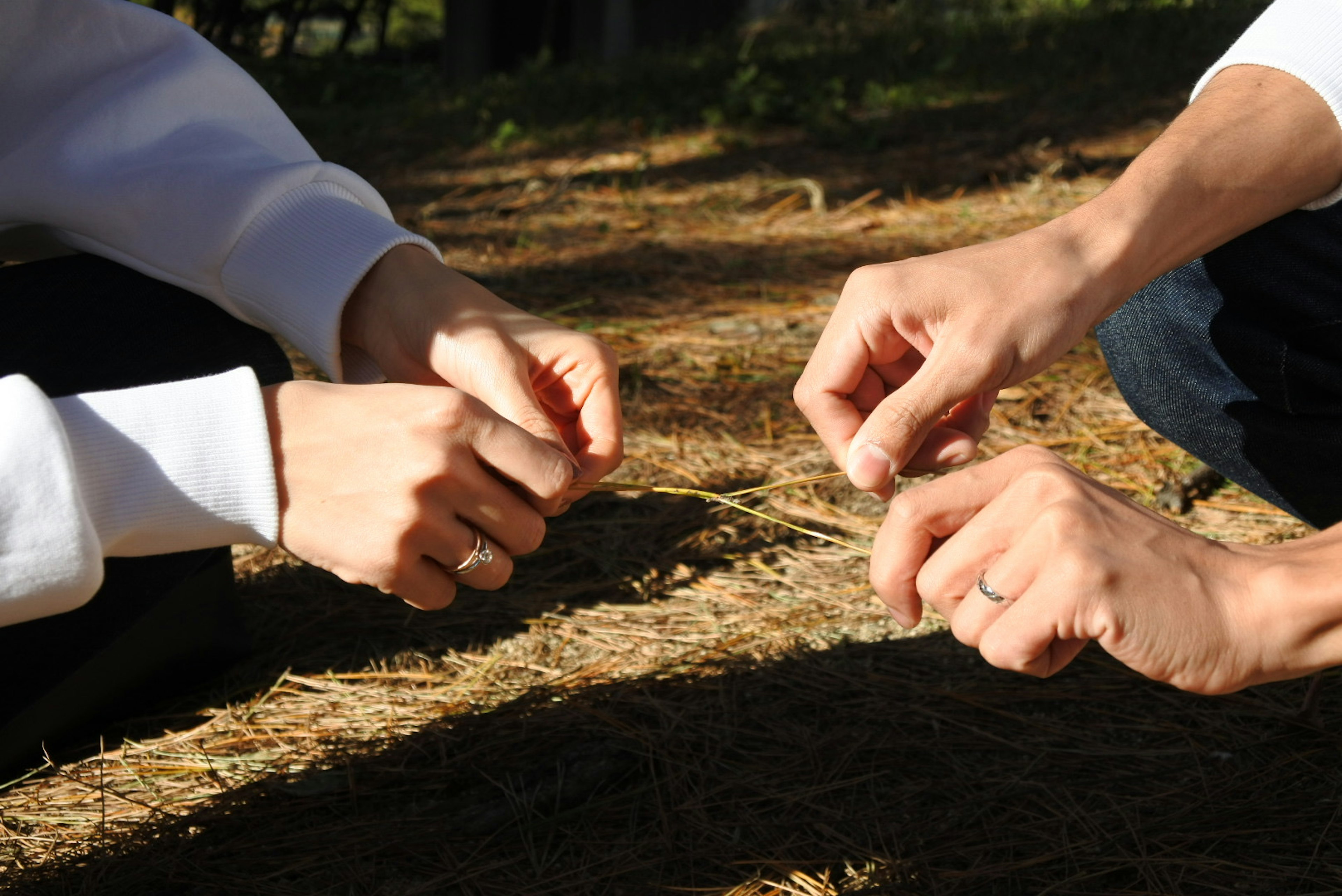 Two hands manipulating grass in a natural setting