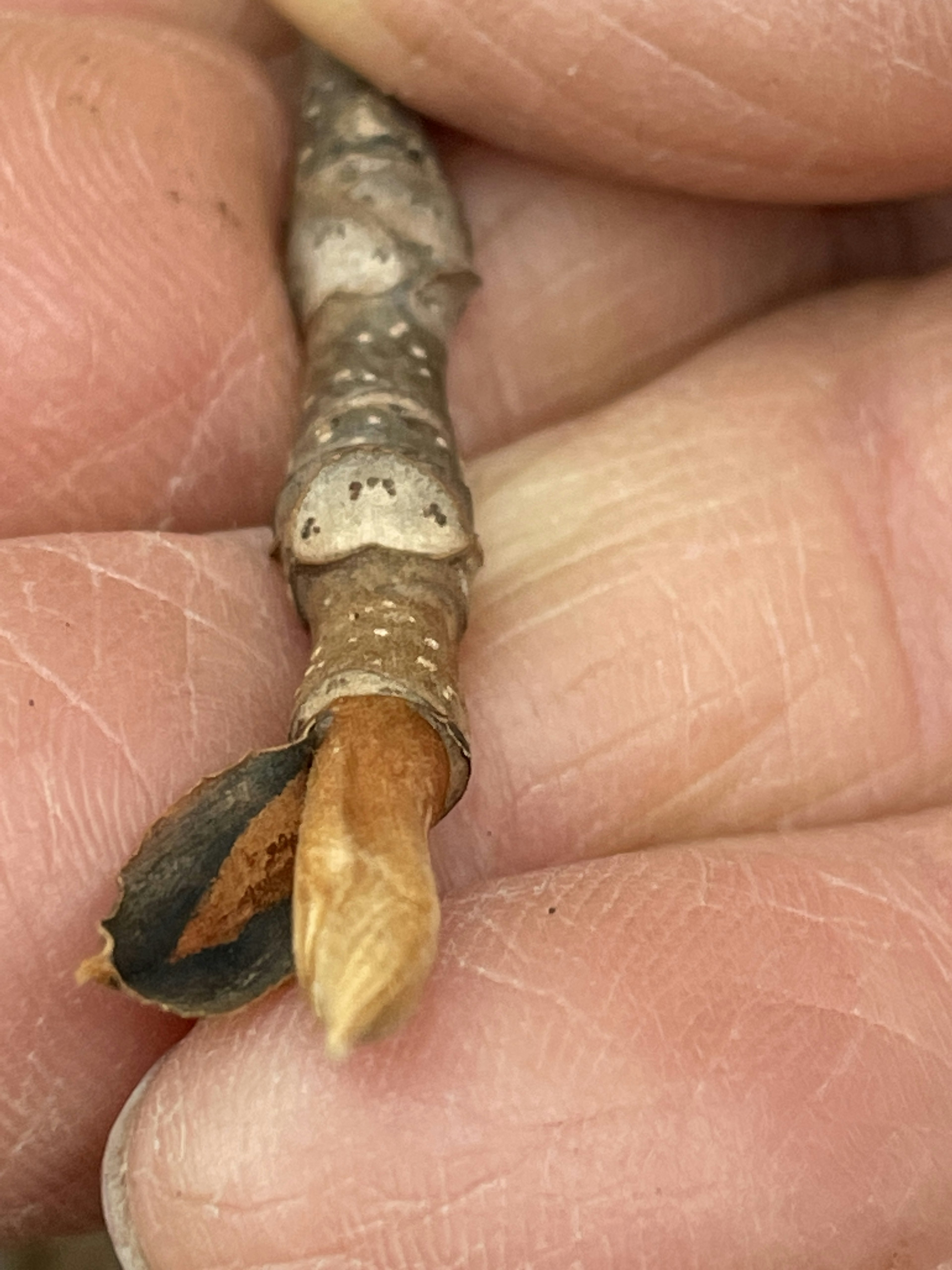 Close-up of a plant bud and branch junction held in a hand