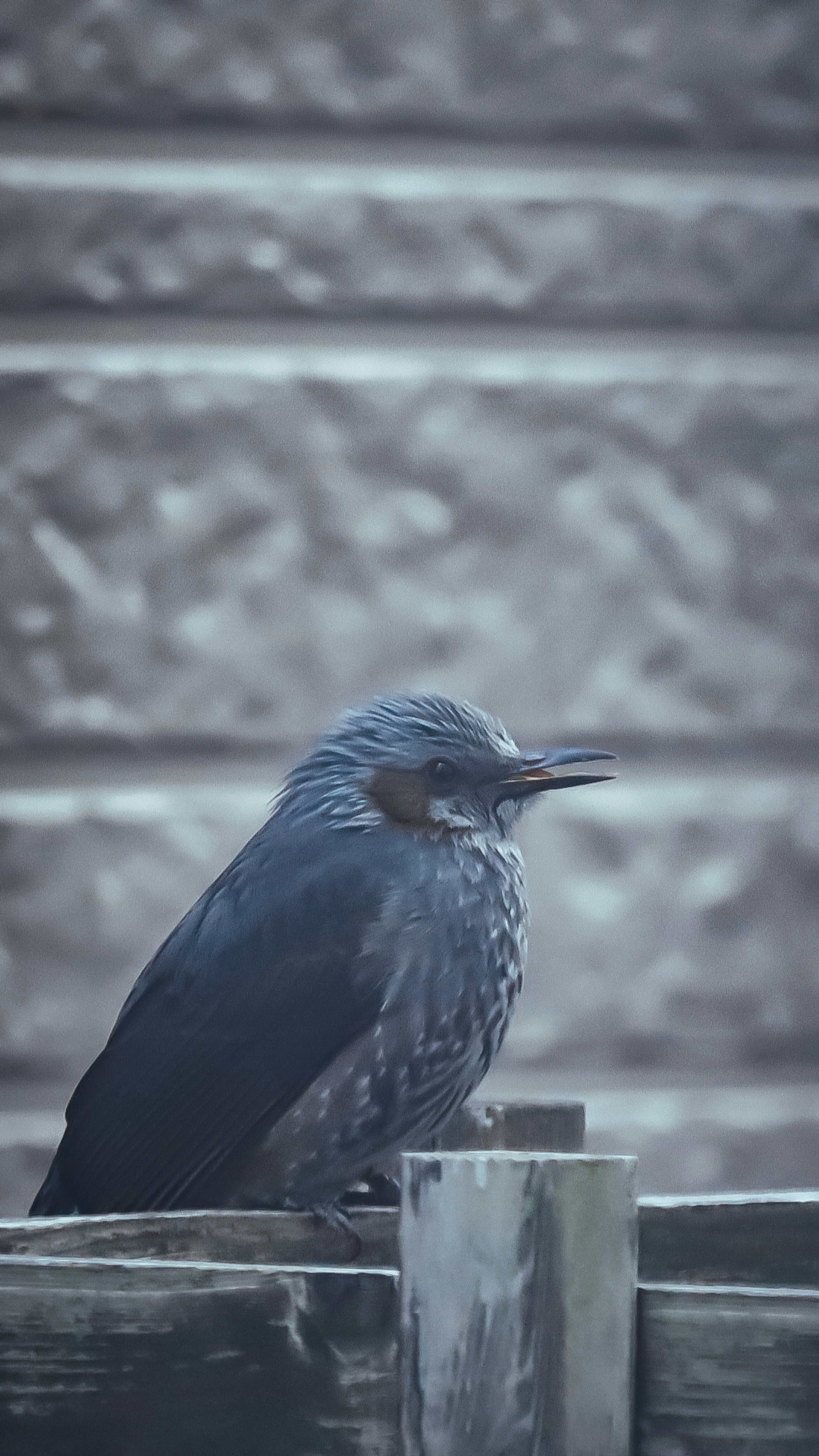 Profile of a black bird perched quietly against a gray background