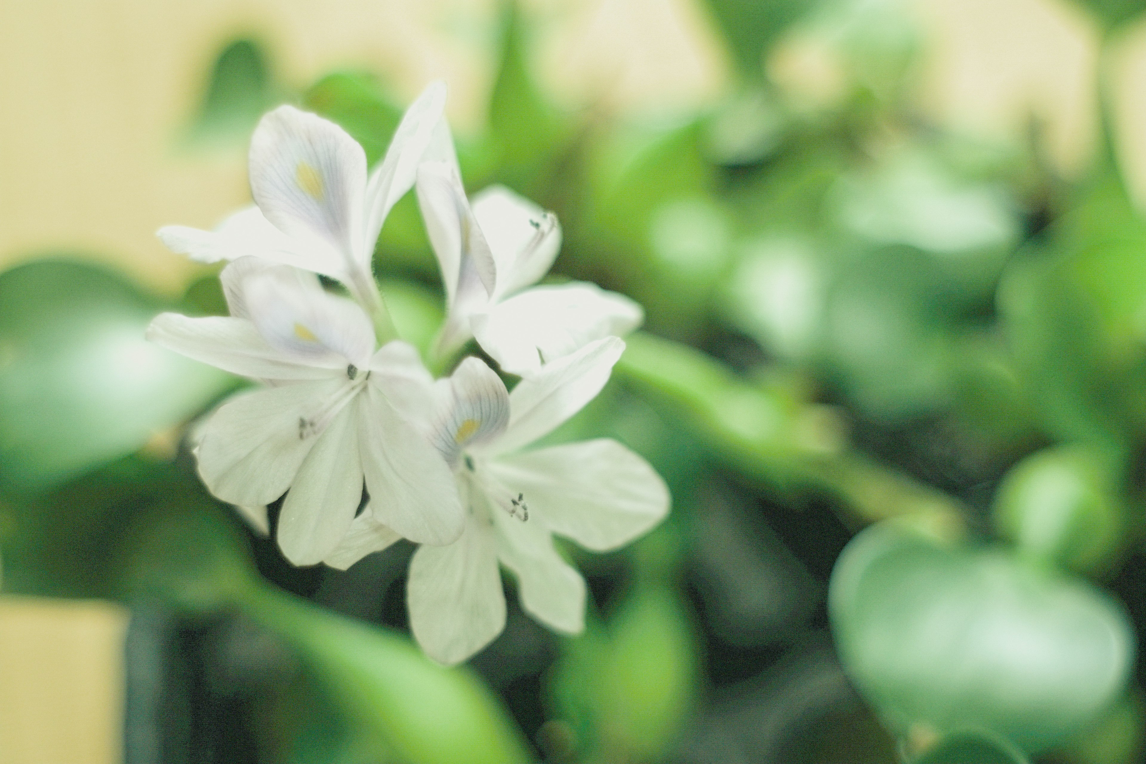 白い花と緑の葉が特徴の植物のクローズアップ