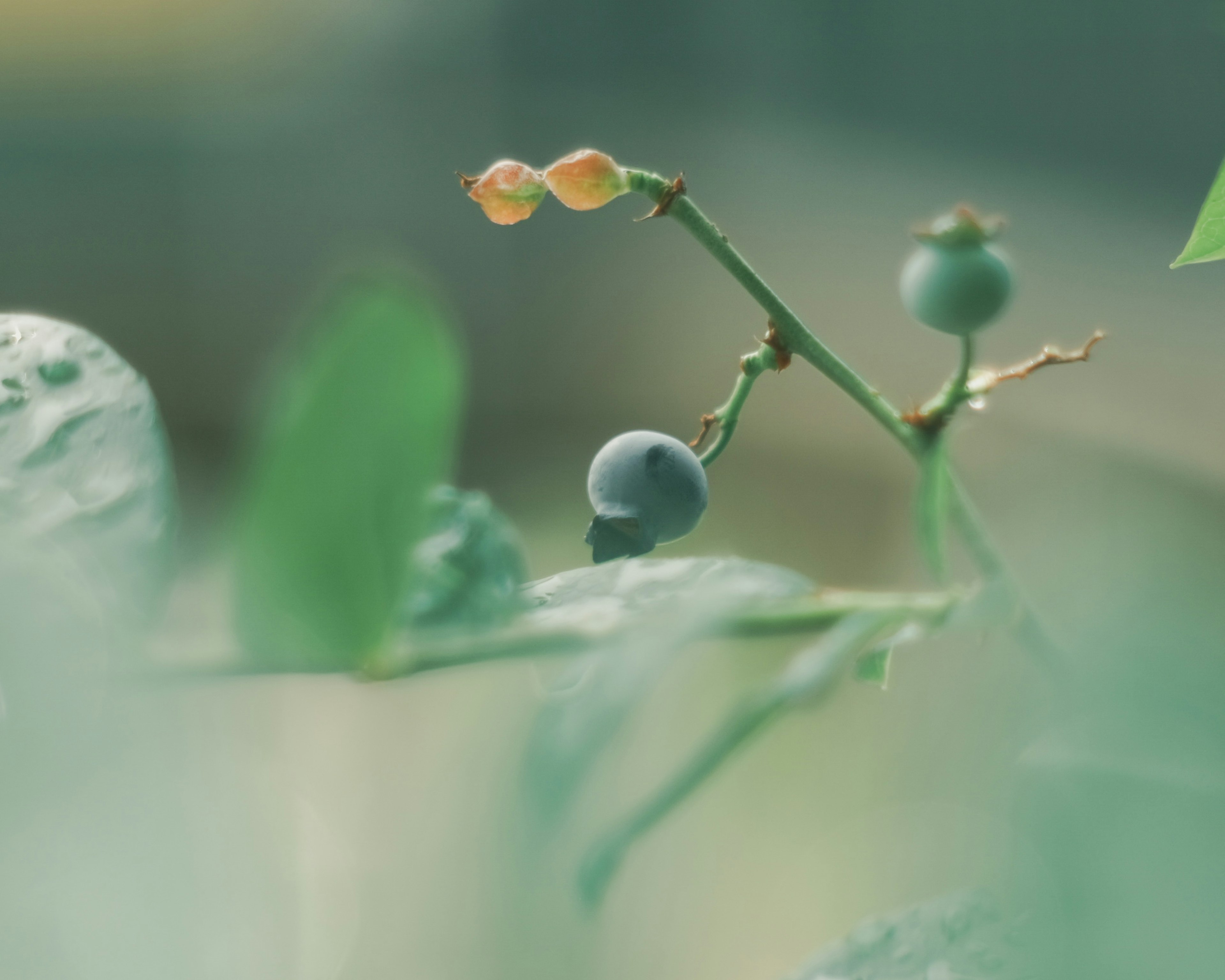 Gros plan d'une plante avec des feuilles vertes, des baies bleues et des bourgeons orange