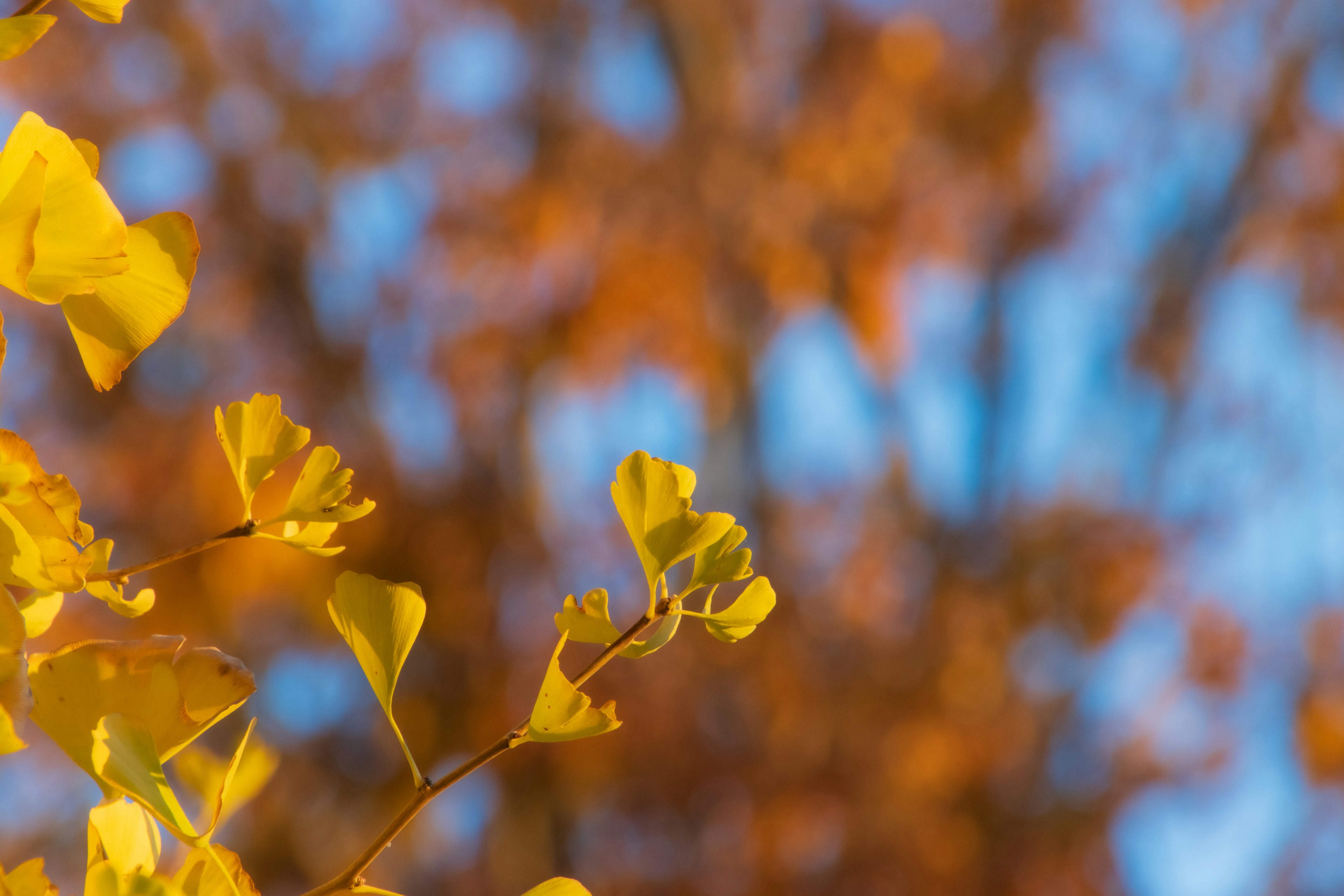 Gelbe Blätter vor einem blauen Himmel in einer herbstlichen Szene