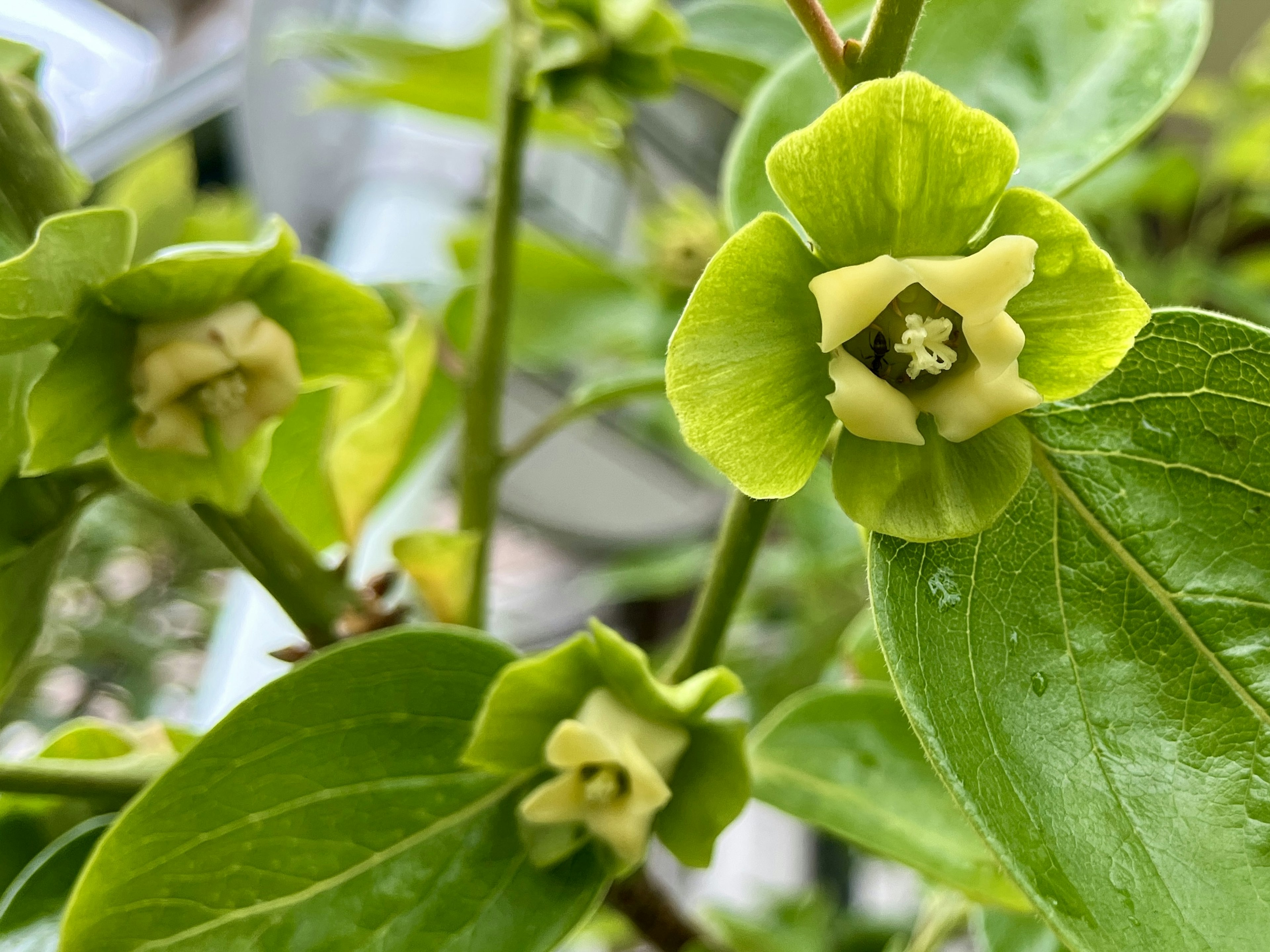 特写镜头的植物，绿色的花和叶子