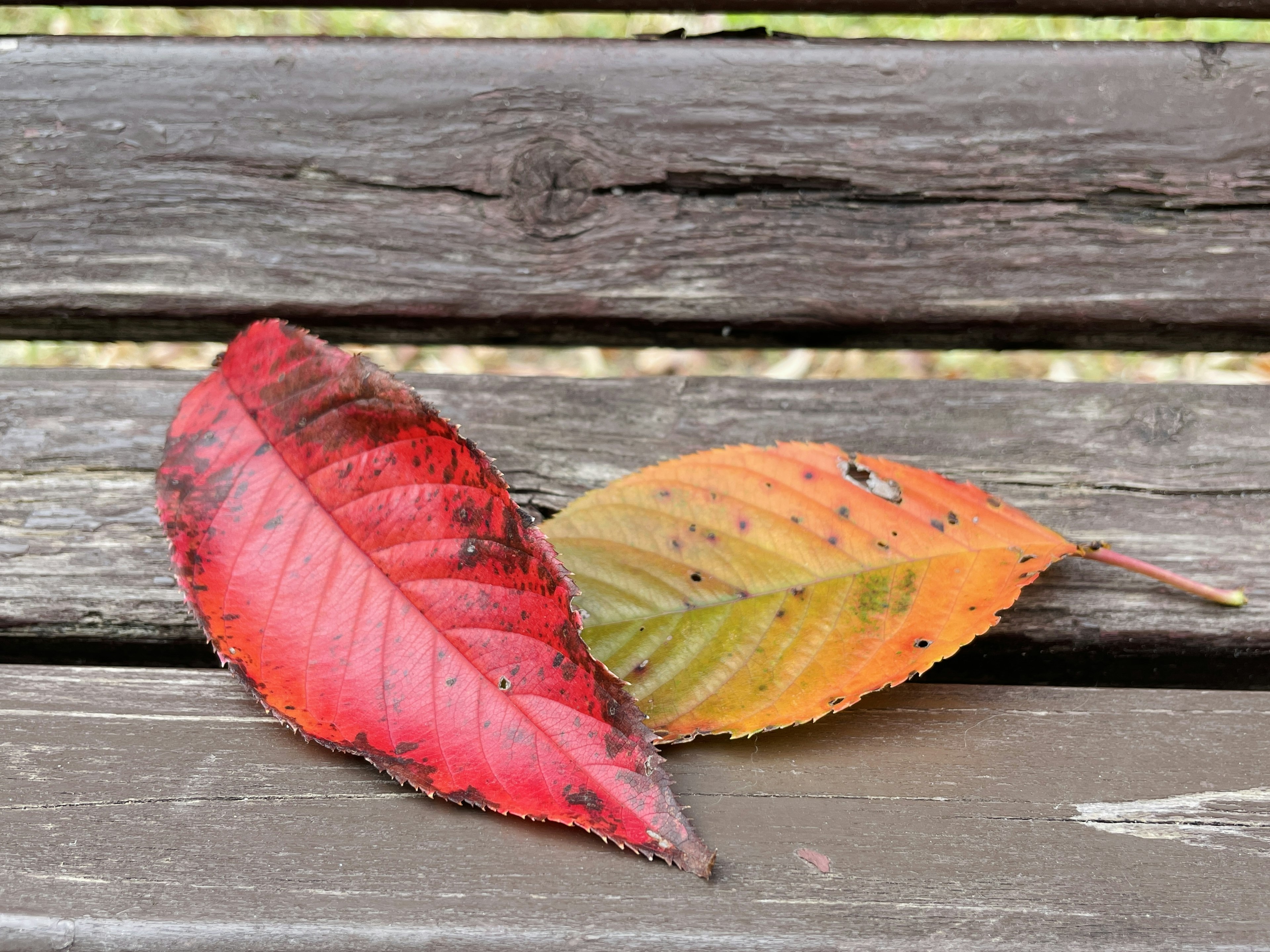 Feuilles rouges et oranges posées sur un banc en bois