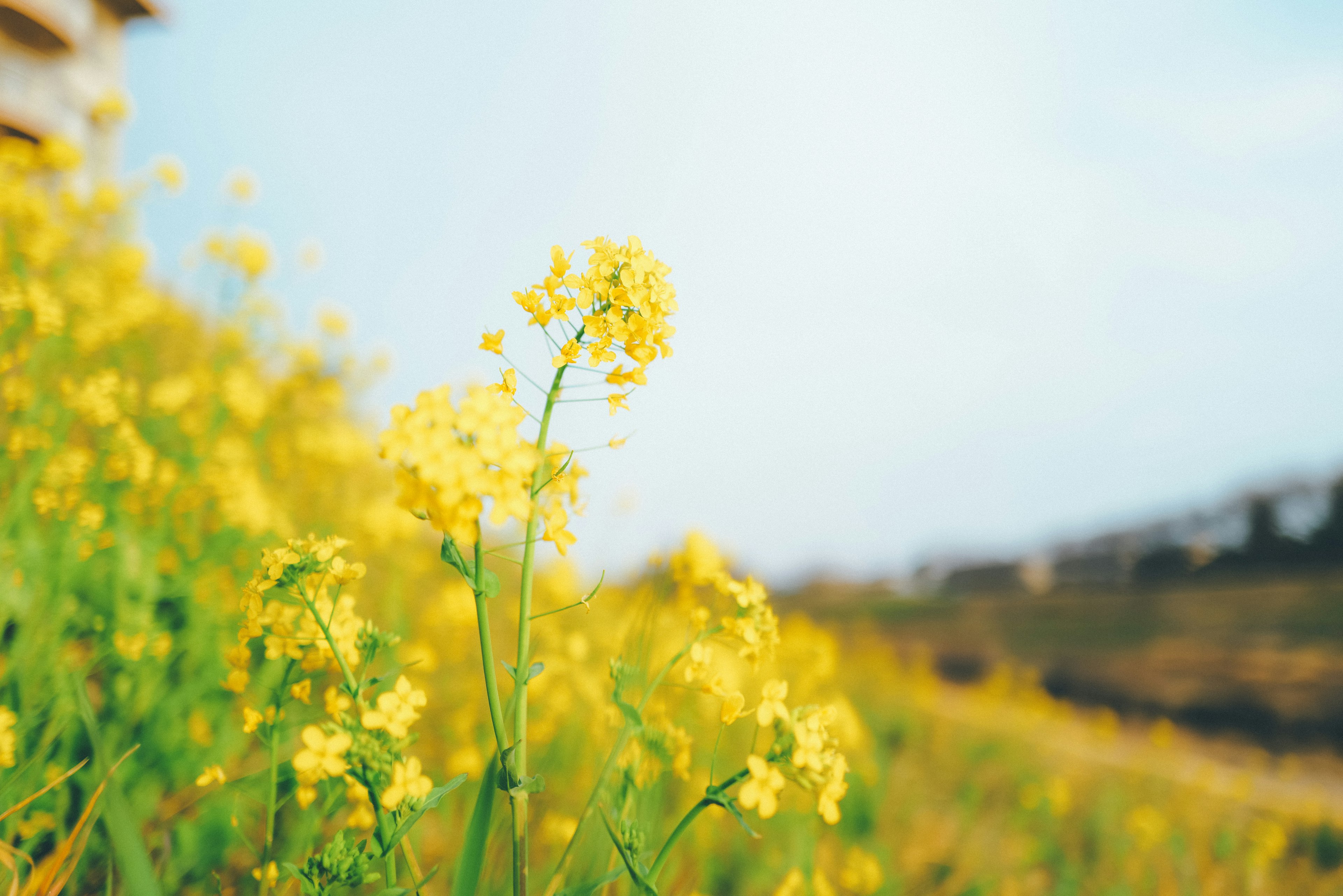 黄色い花が咲く風景の近接ショット