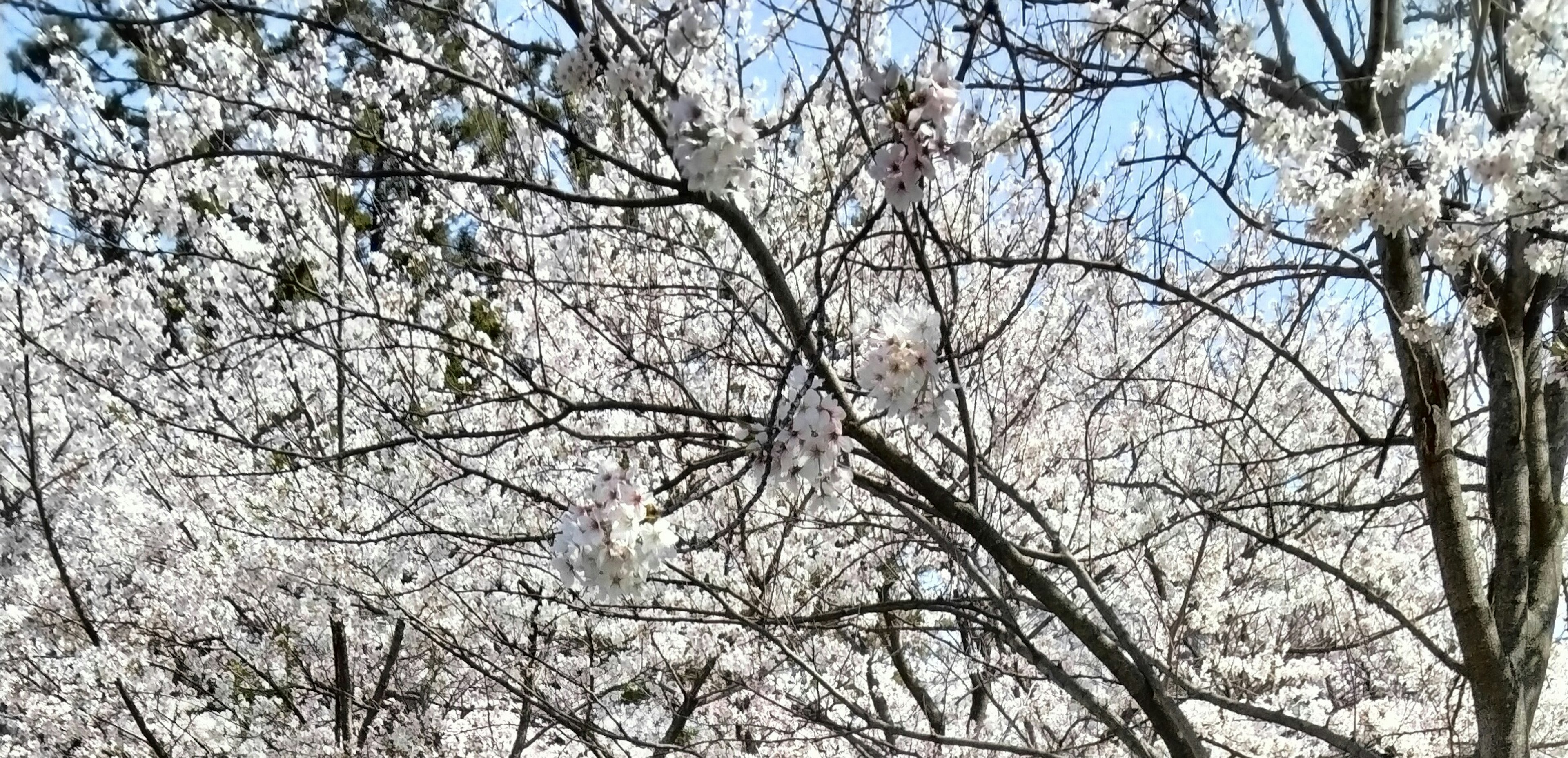 Branches of cherry blossom trees with white flowers against a blue sky