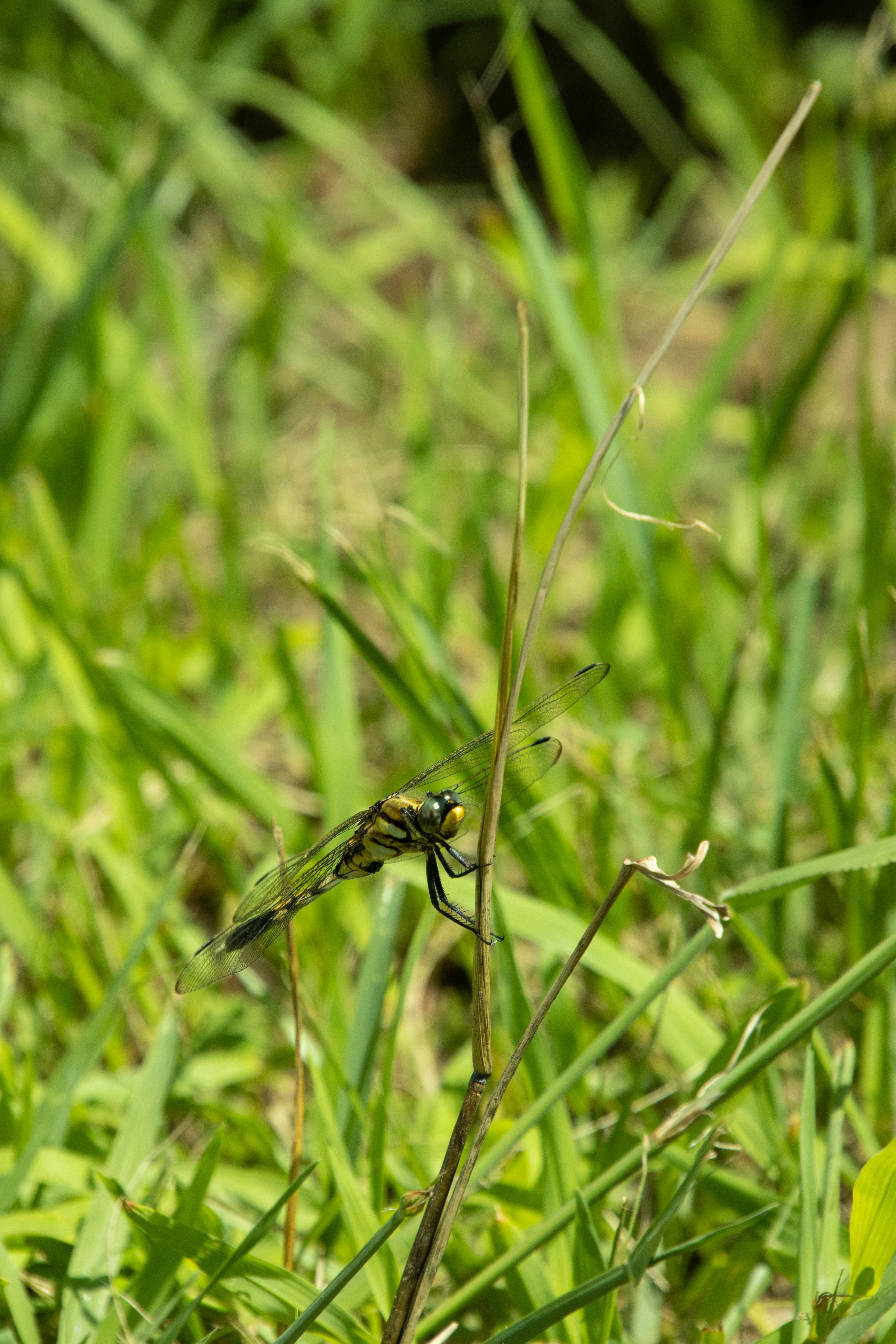 Acercamiento de una libélula posada sobre una brizna de hierba en vegetación verde