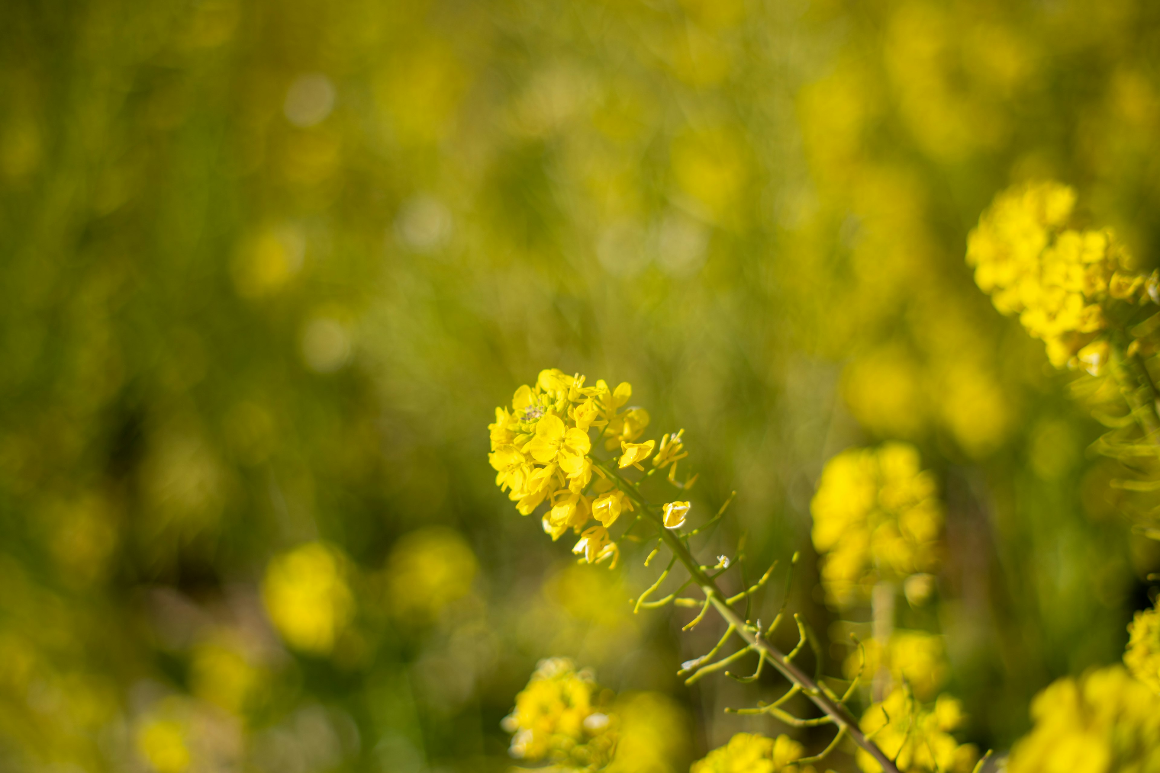 鮮やかな黄色の花が咲く風景の写真