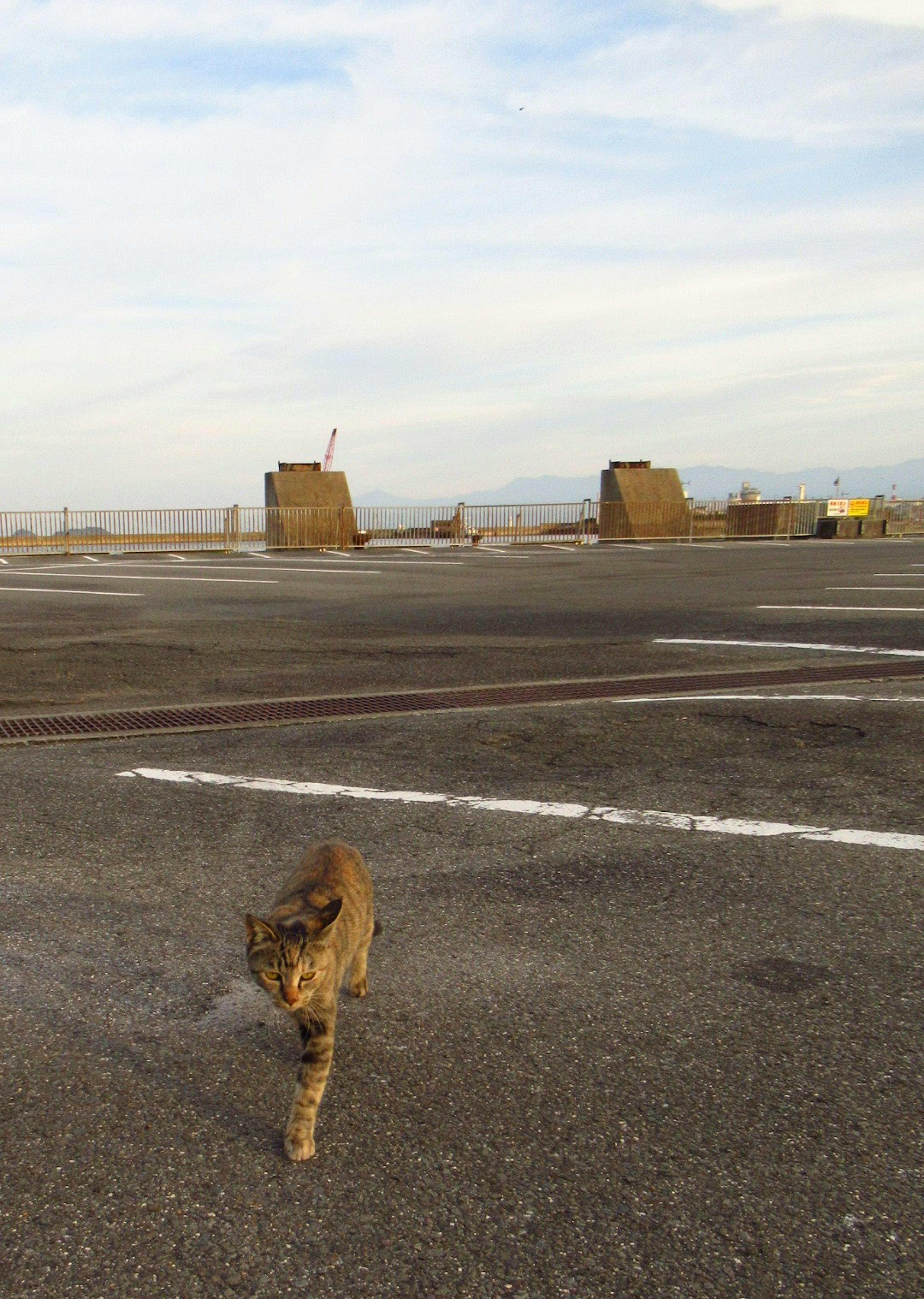 Un gato caminando por una carretera con un paisaje distante