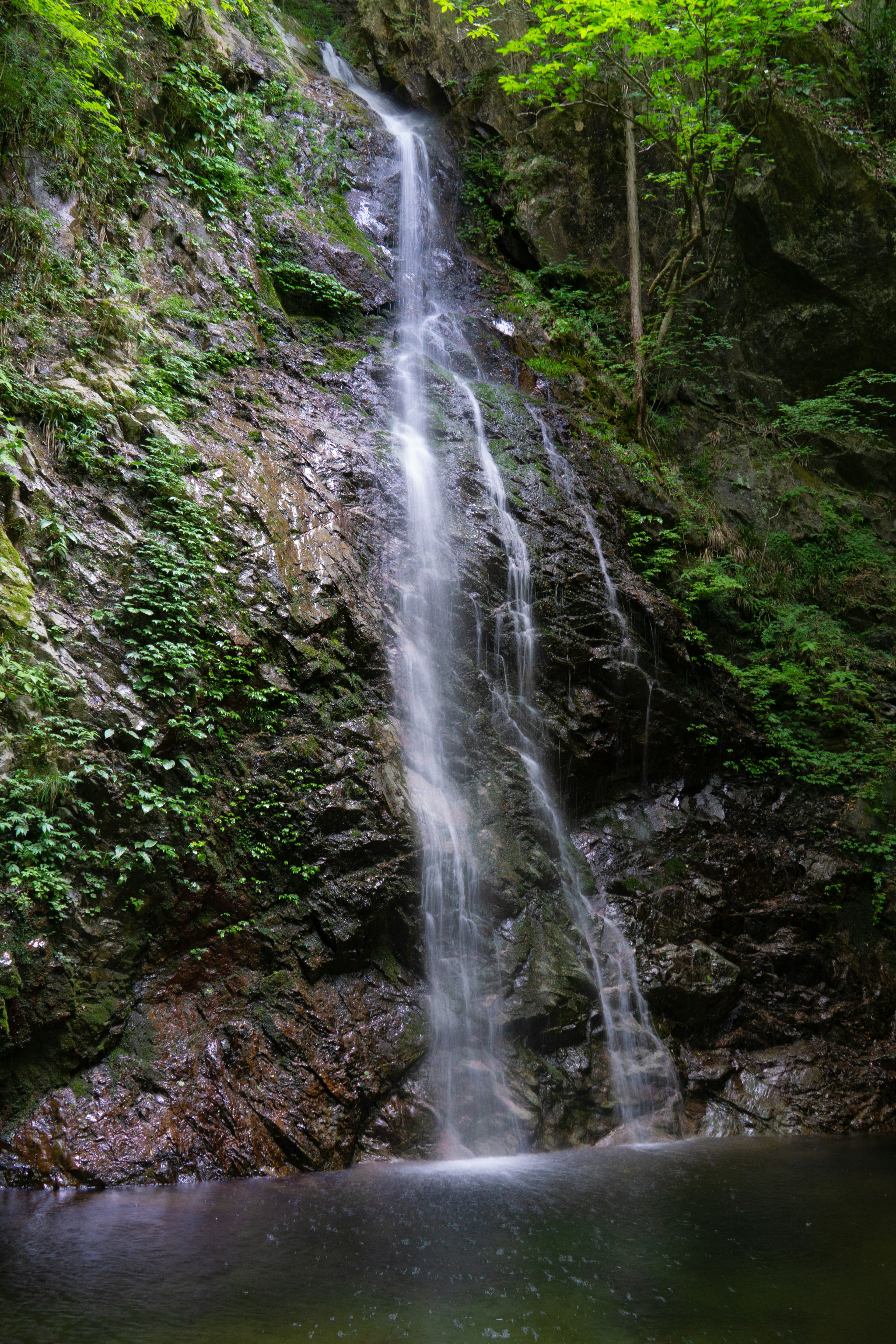 Una bellissima cascata circondata da fogliame verde lussureggiante