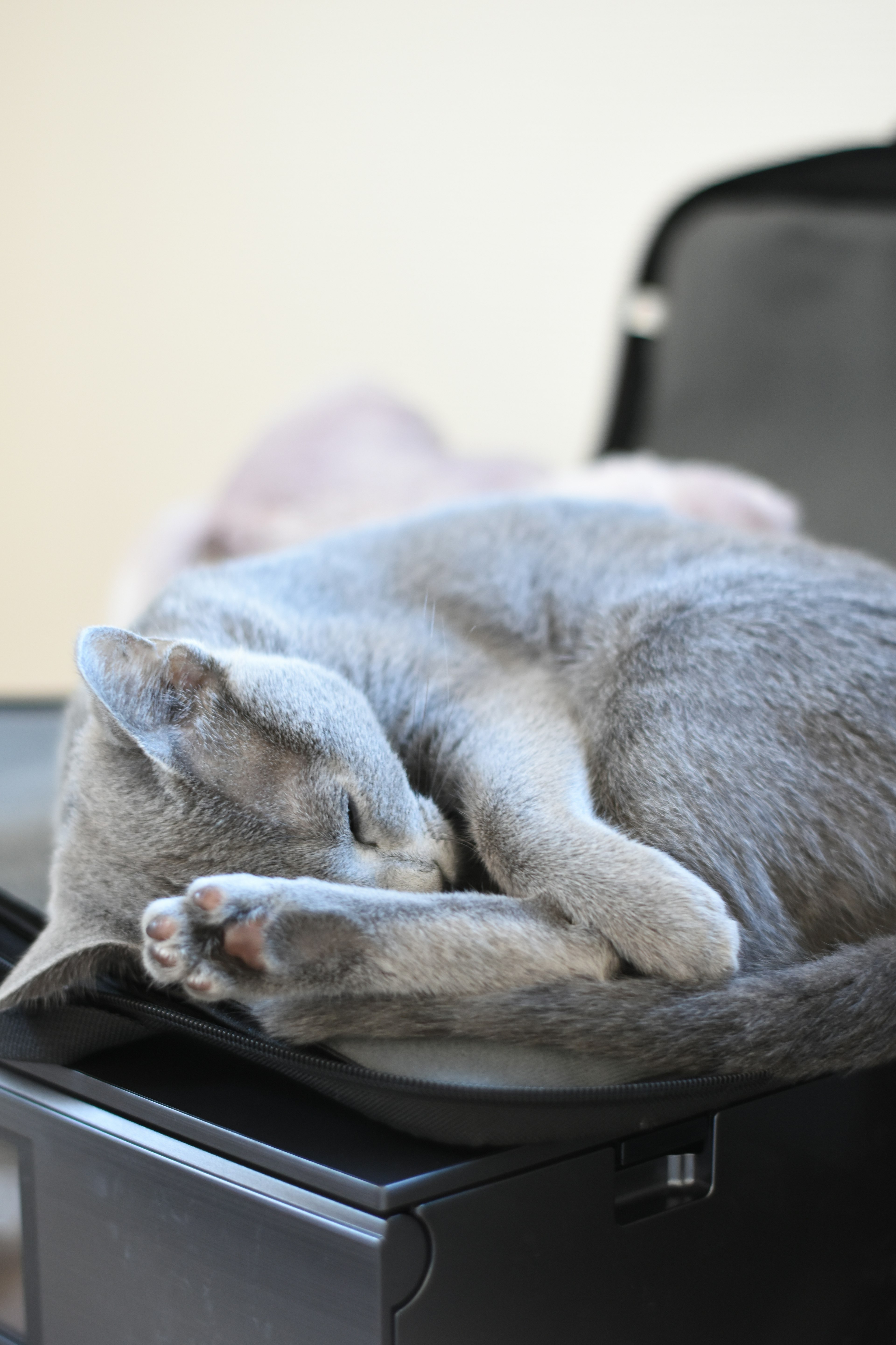 Un chat gris enroulé dormant sur une valise