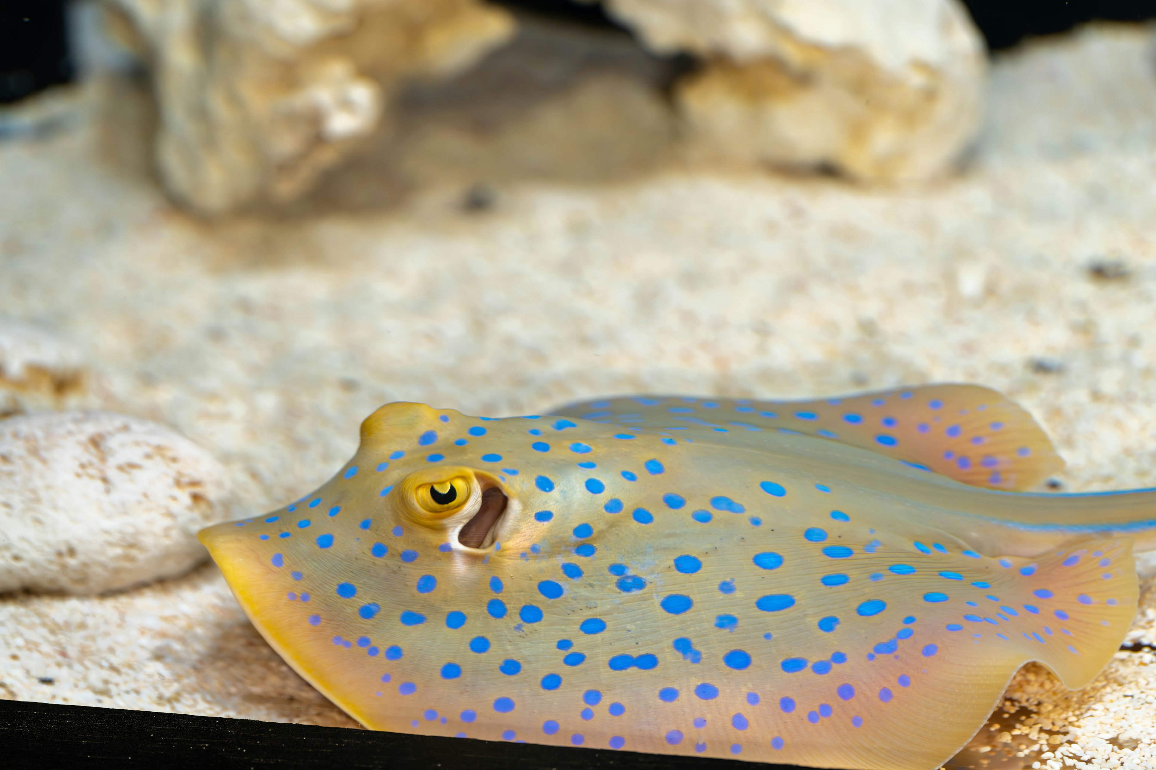 A spotted stingray swimming on the sand