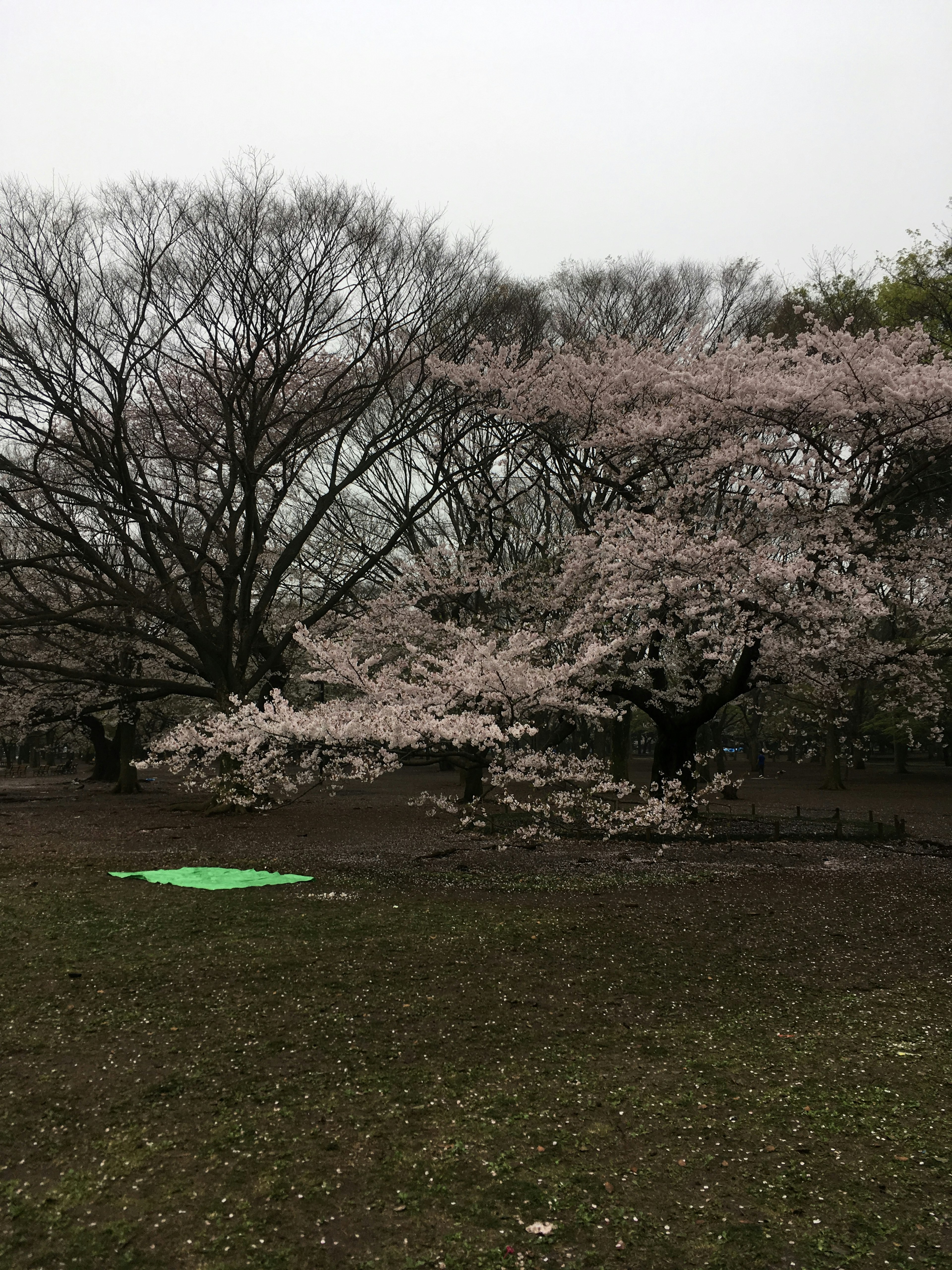 公園裡的櫻花樹和地上的綠色墊子