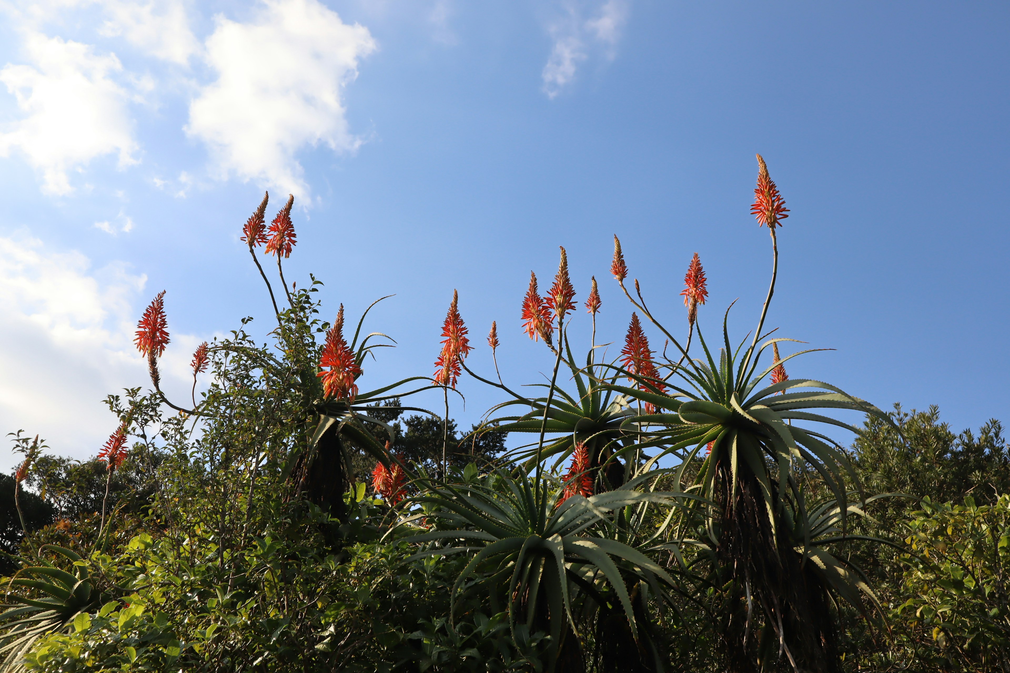 Gruppo di piante con fiori arancioni sotto un cielo blu