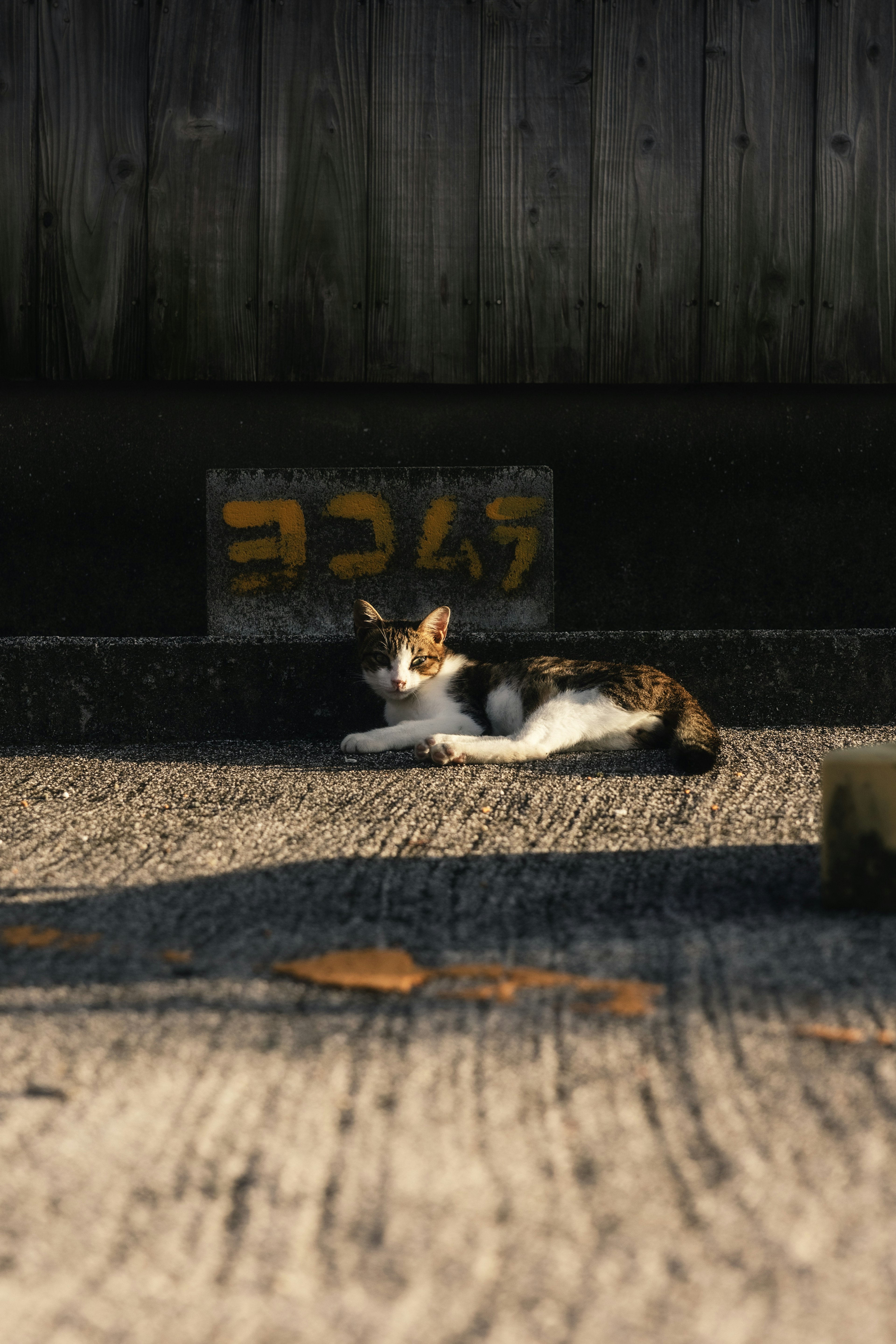 Gato descansando al sol con un viejo letrero