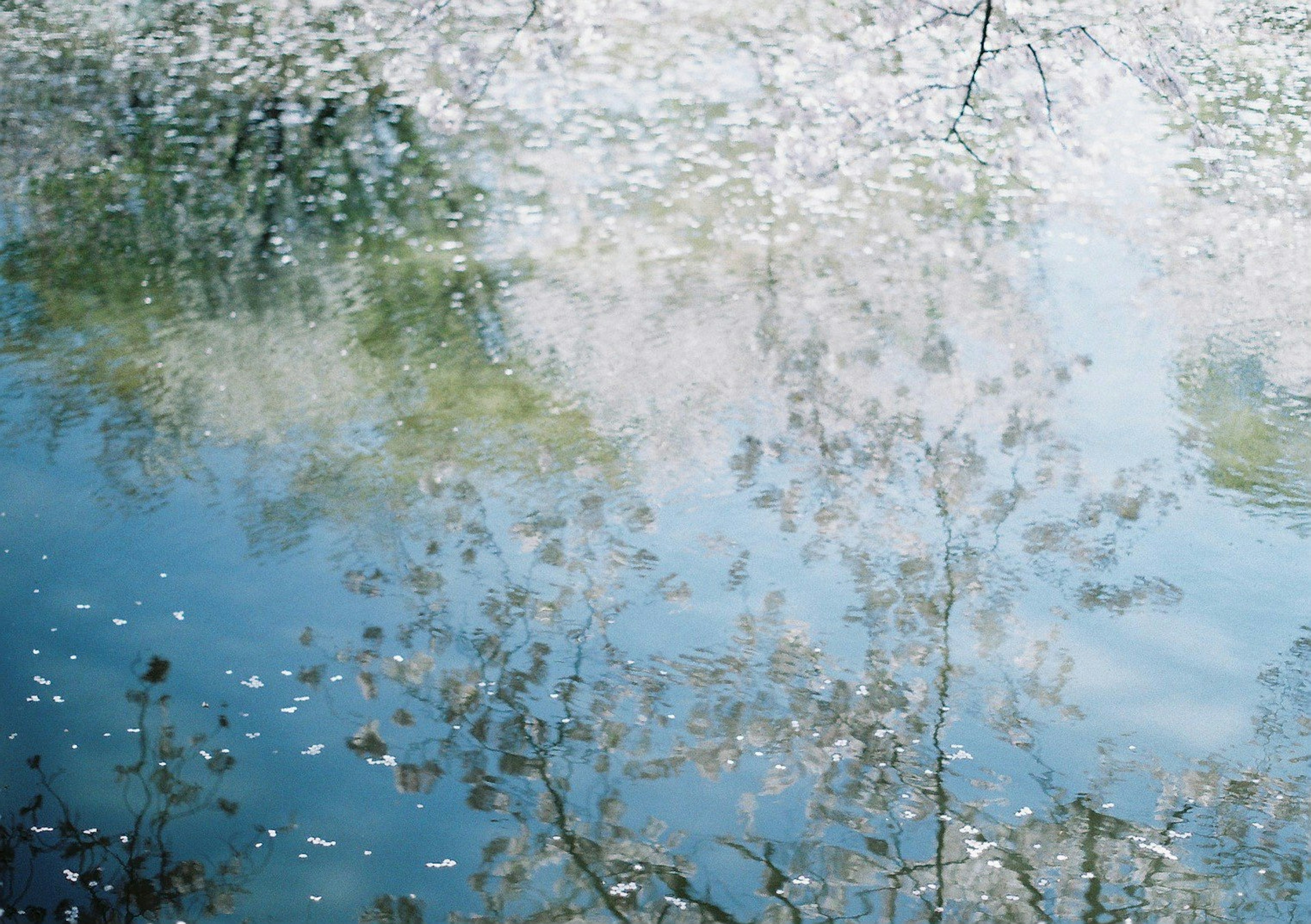 水面に映る桜の花びらと木々の反映