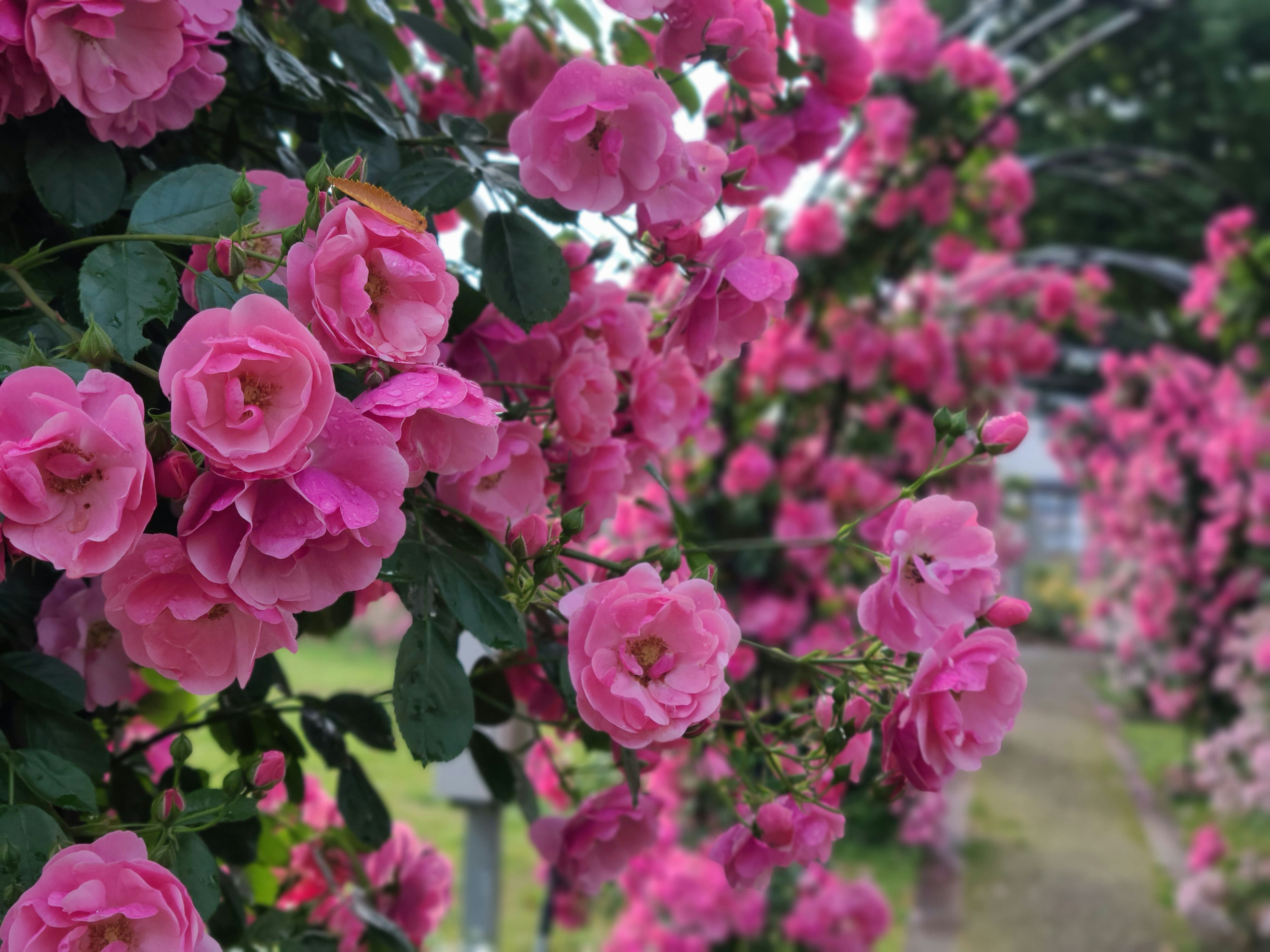 Vibrant pink roses blooming in a garden