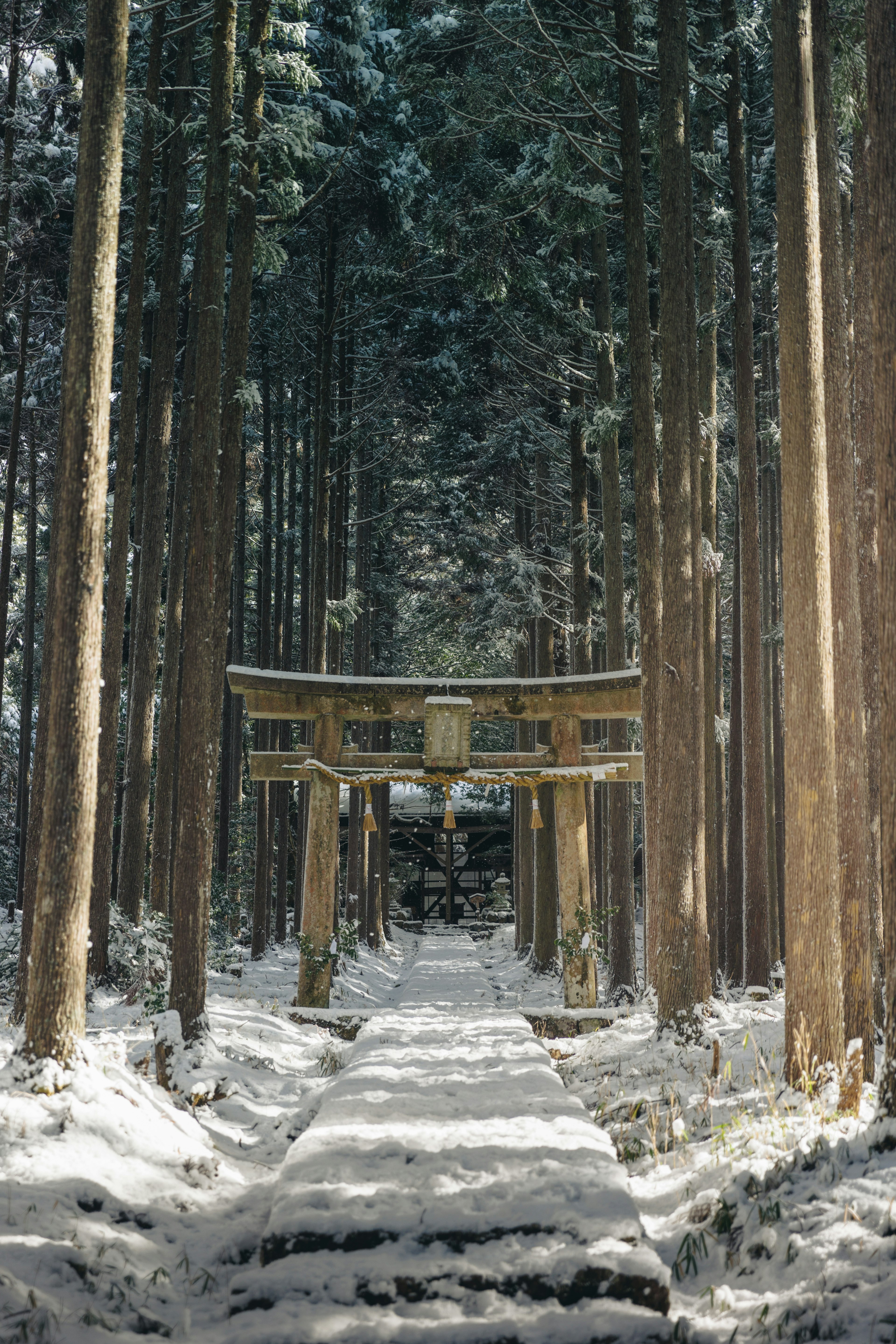 Torii in una foresta innevata con un sentiero di neve