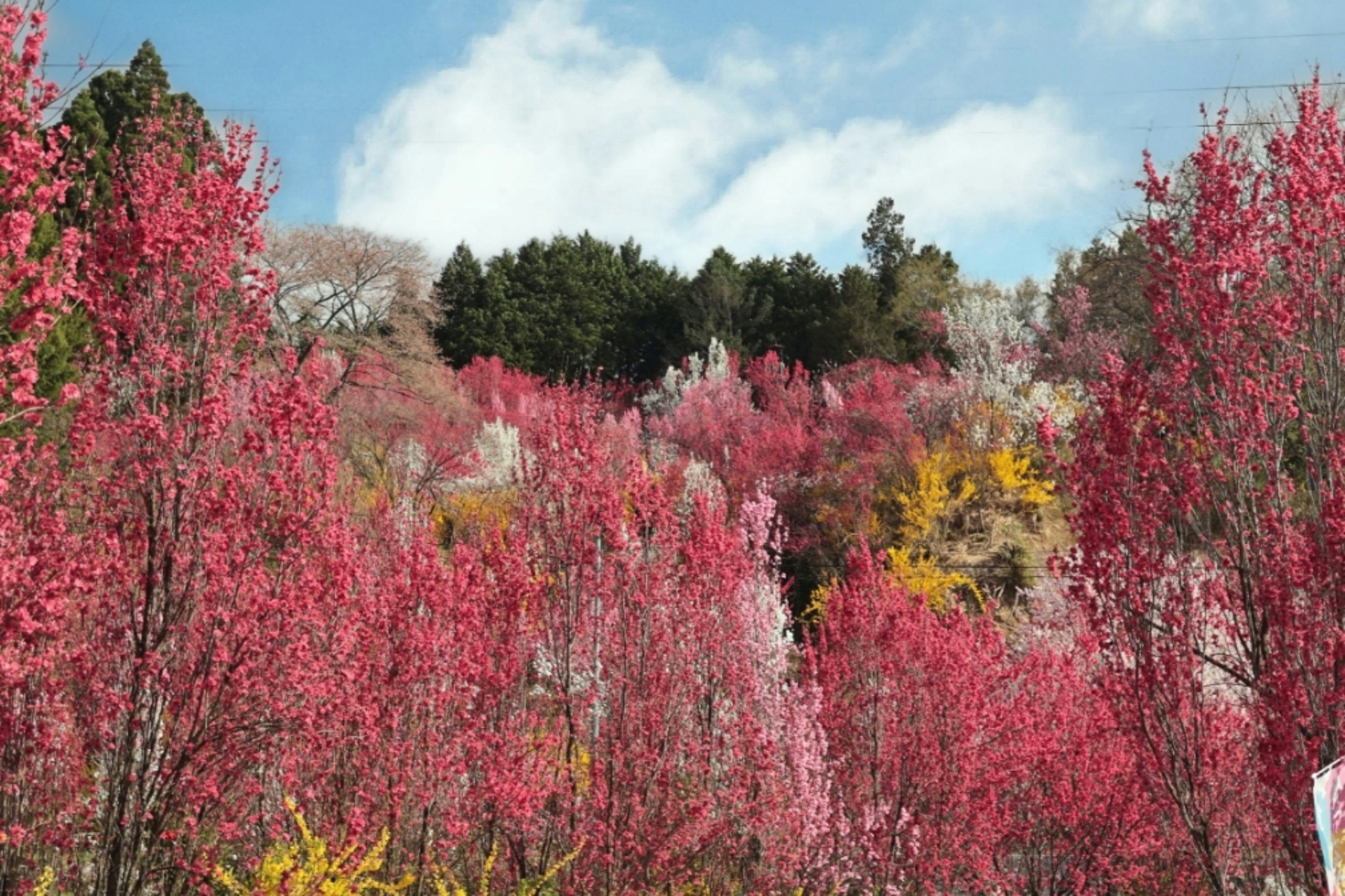 Vibrant pink flowering trees with a backdrop of green forest and blue sky