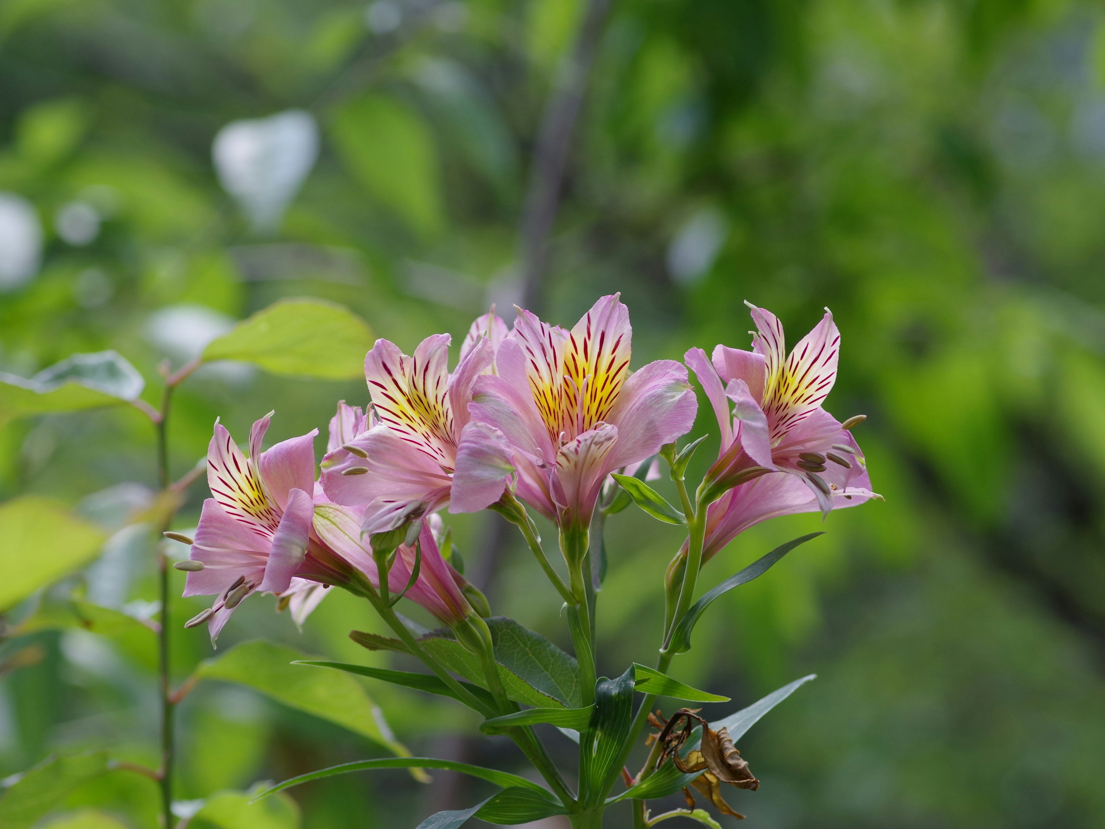 Flores rosas con patrones amarillos en los pétalos sobre un fondo verde