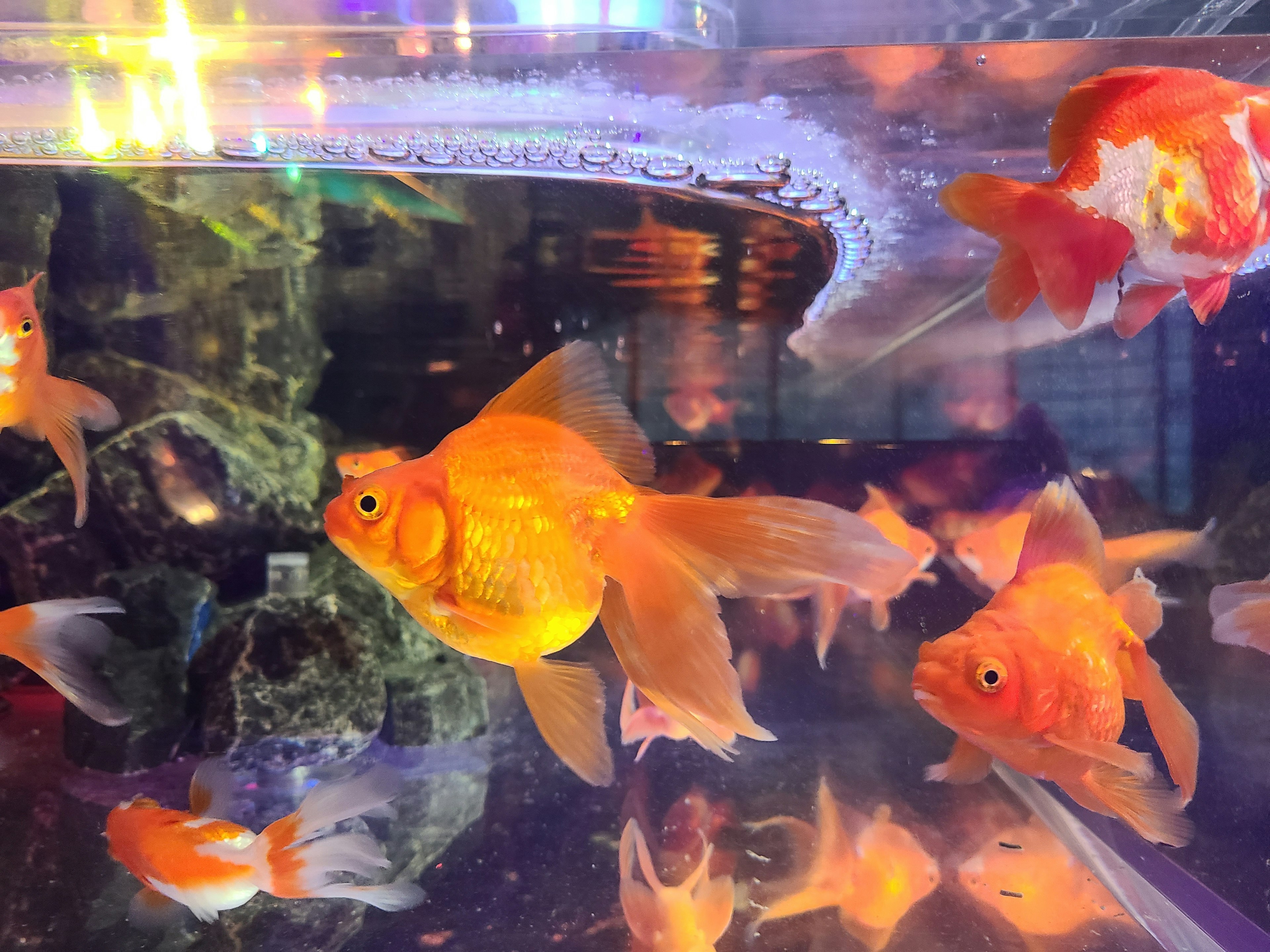 A vibrant scene of goldfish swimming in a tank