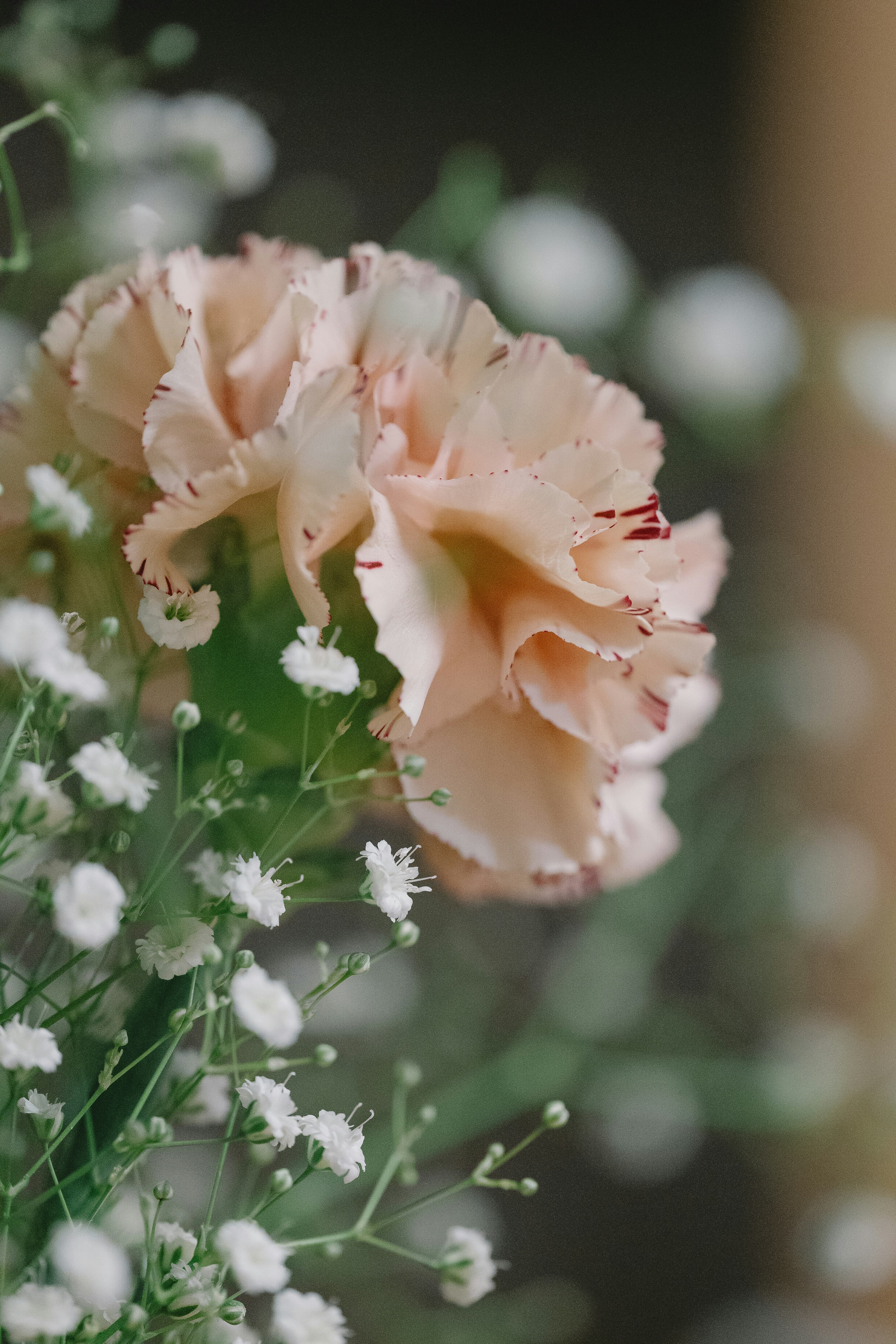 A pale pink carnation blooming alongside delicate white baby breath flowers