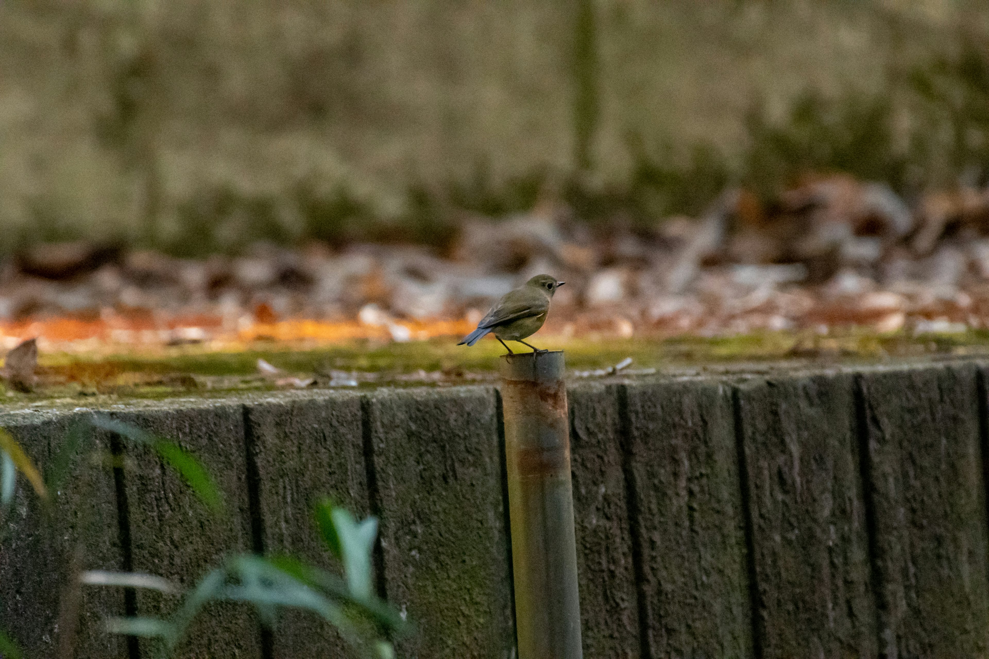 A small bird perched on a wooden post with a background of fallen leaves