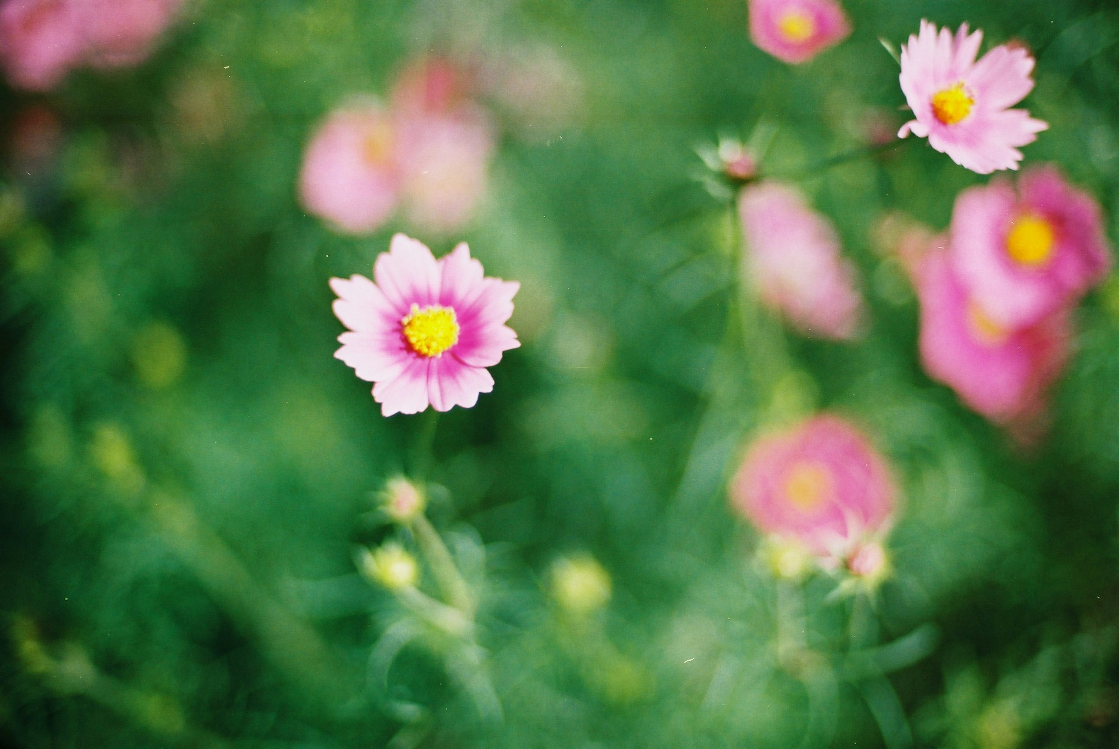 Flores rosas delicadas con centros amarillos sobre un suave fondo verde