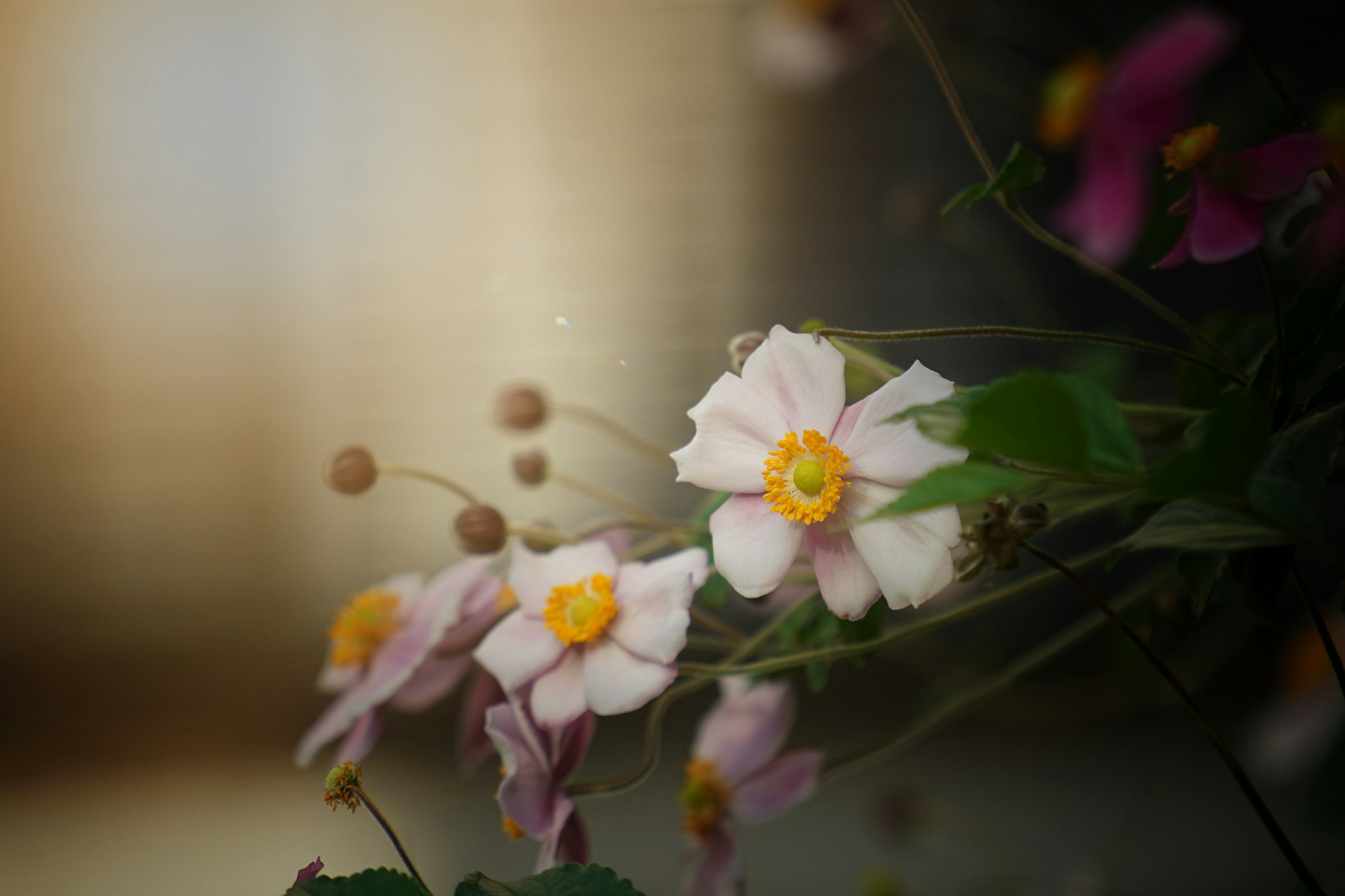 Un primer plano de flores delicadas con pétalos rosas y centros amarillos