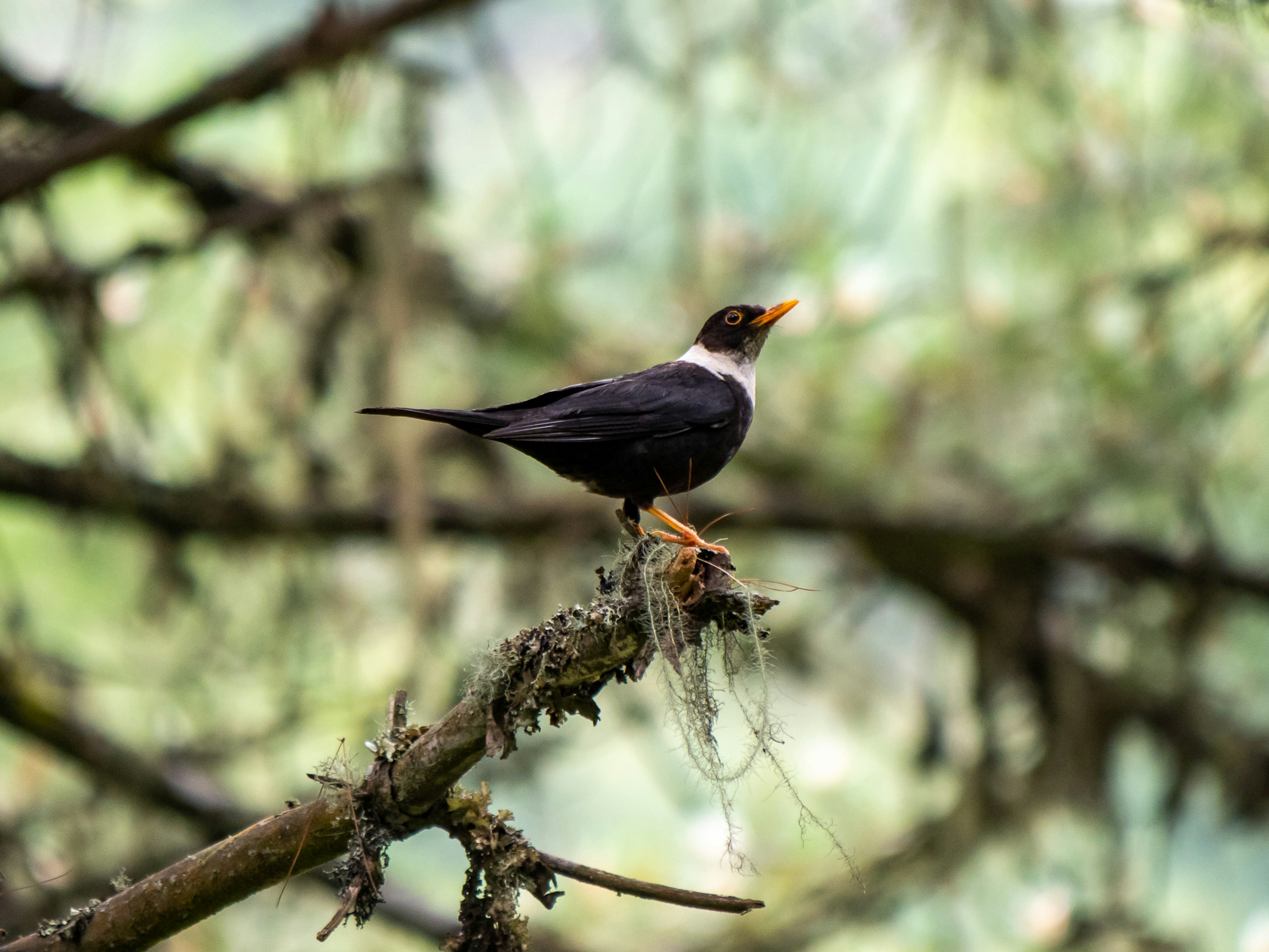 黒い羽を持つ鳥が木の枝に止まっている