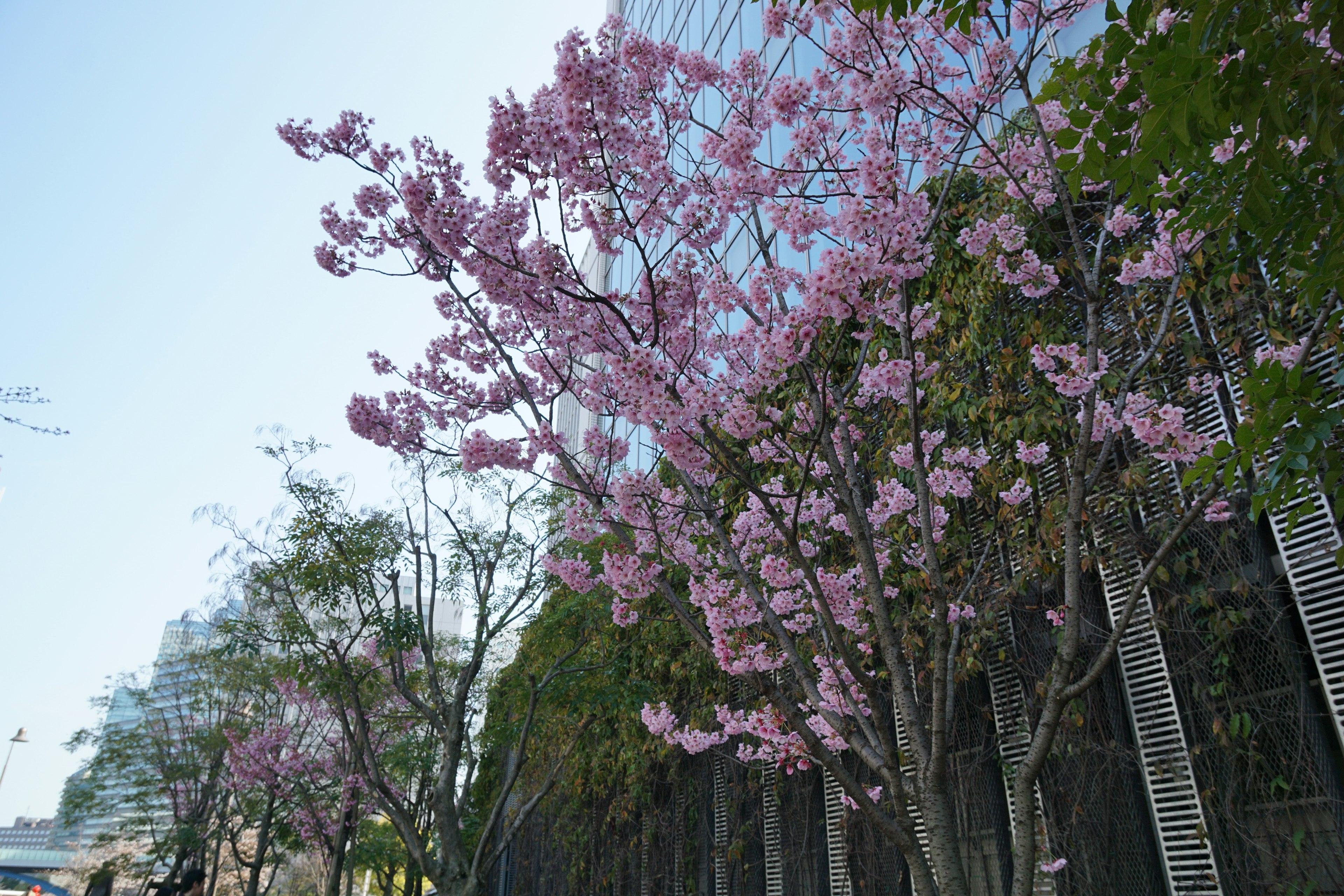 桜の花が咲いている街路の景色