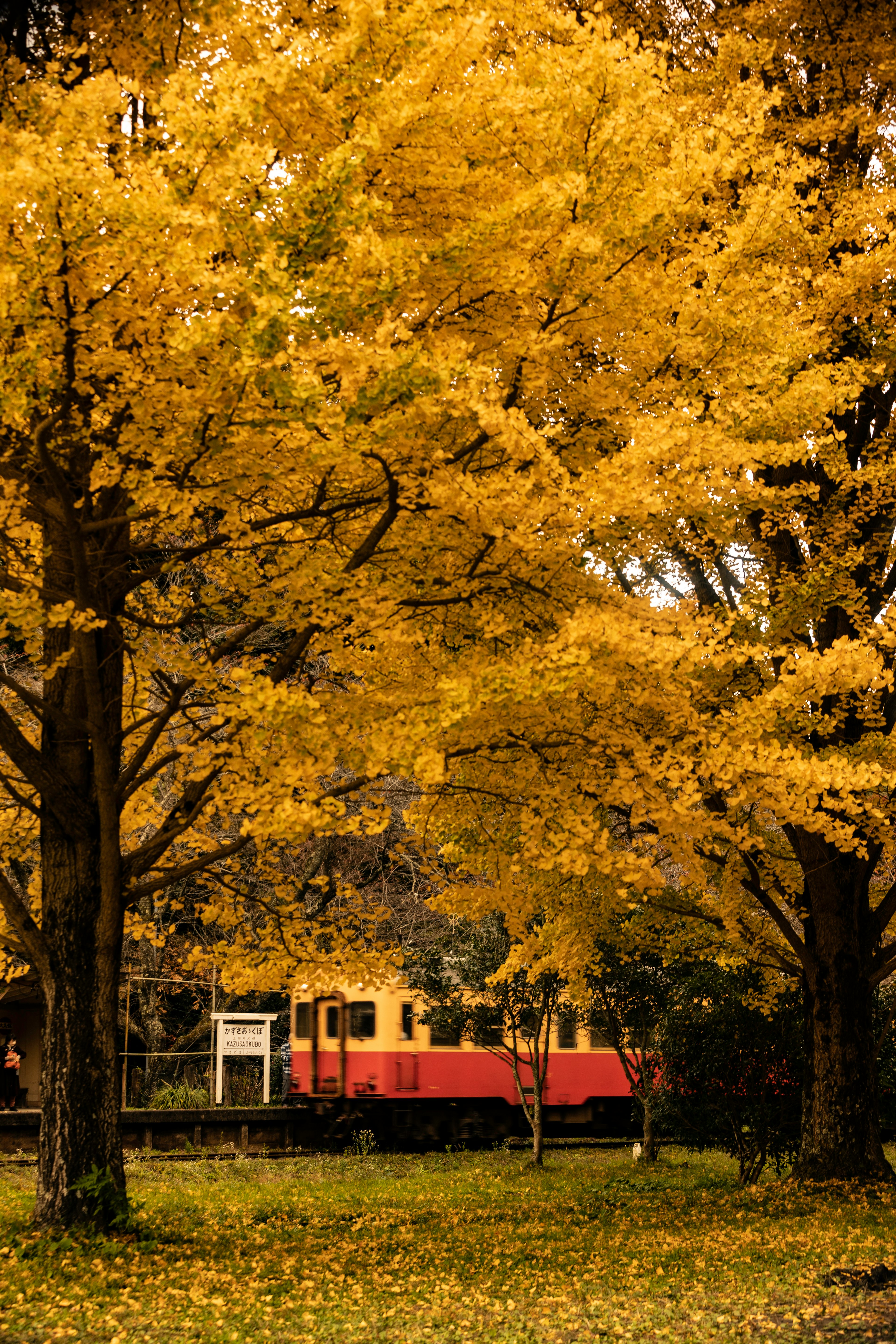 Vue pittoresque d'un train entouré de feuilles d'automne jaunes vives