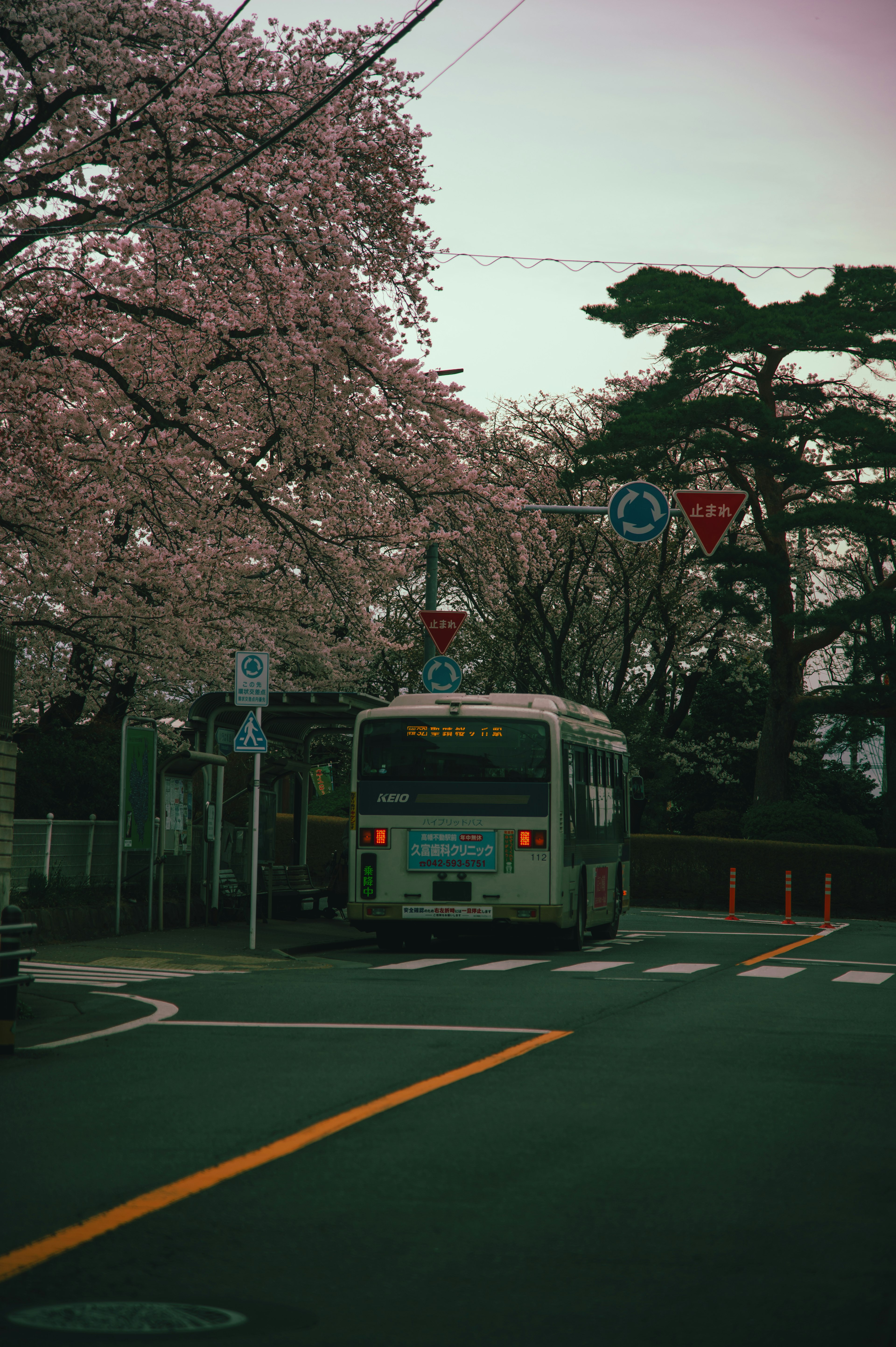 公交车经过樱花树