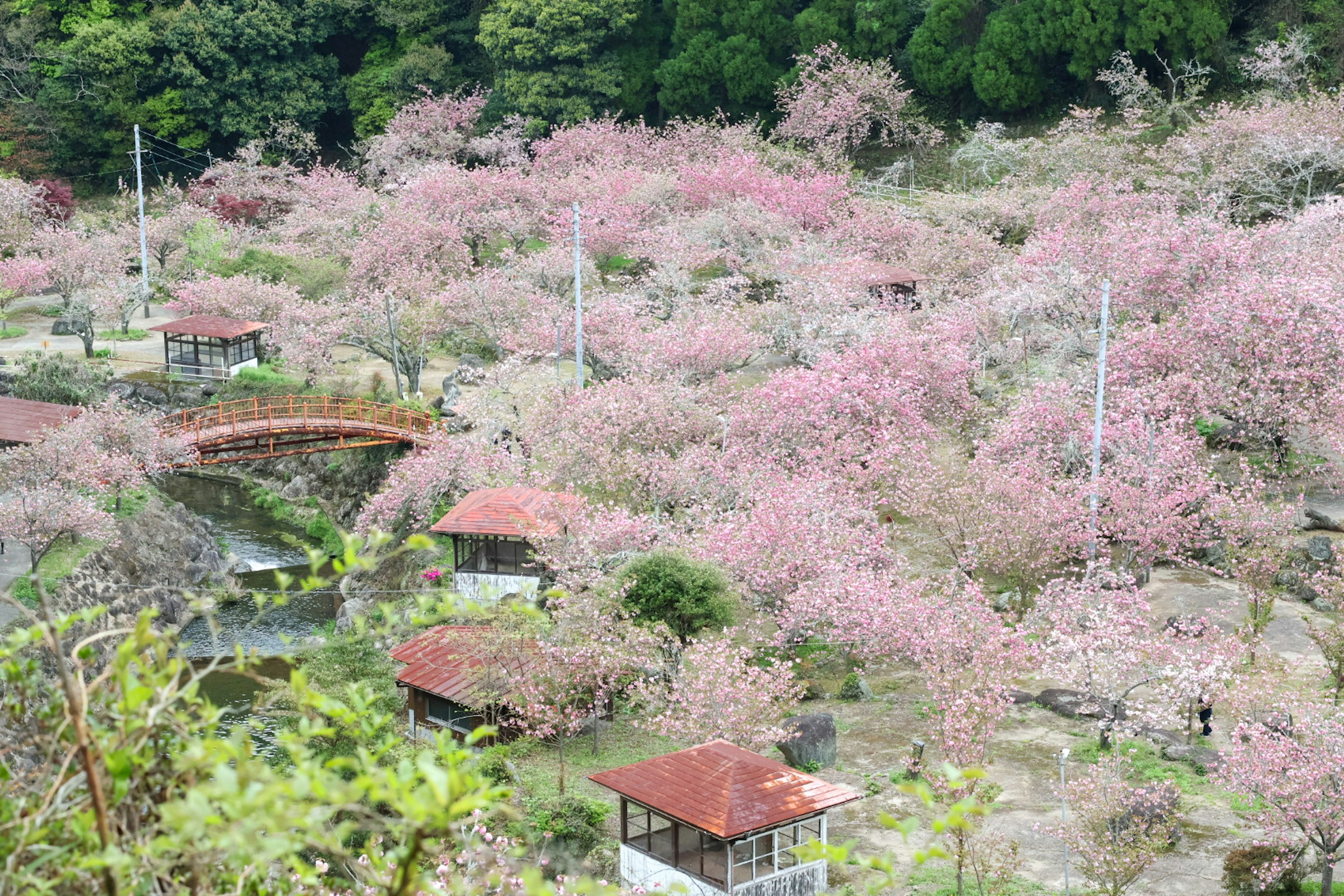 Scenic view of blooming cherry blossoms with small huts and a bridge