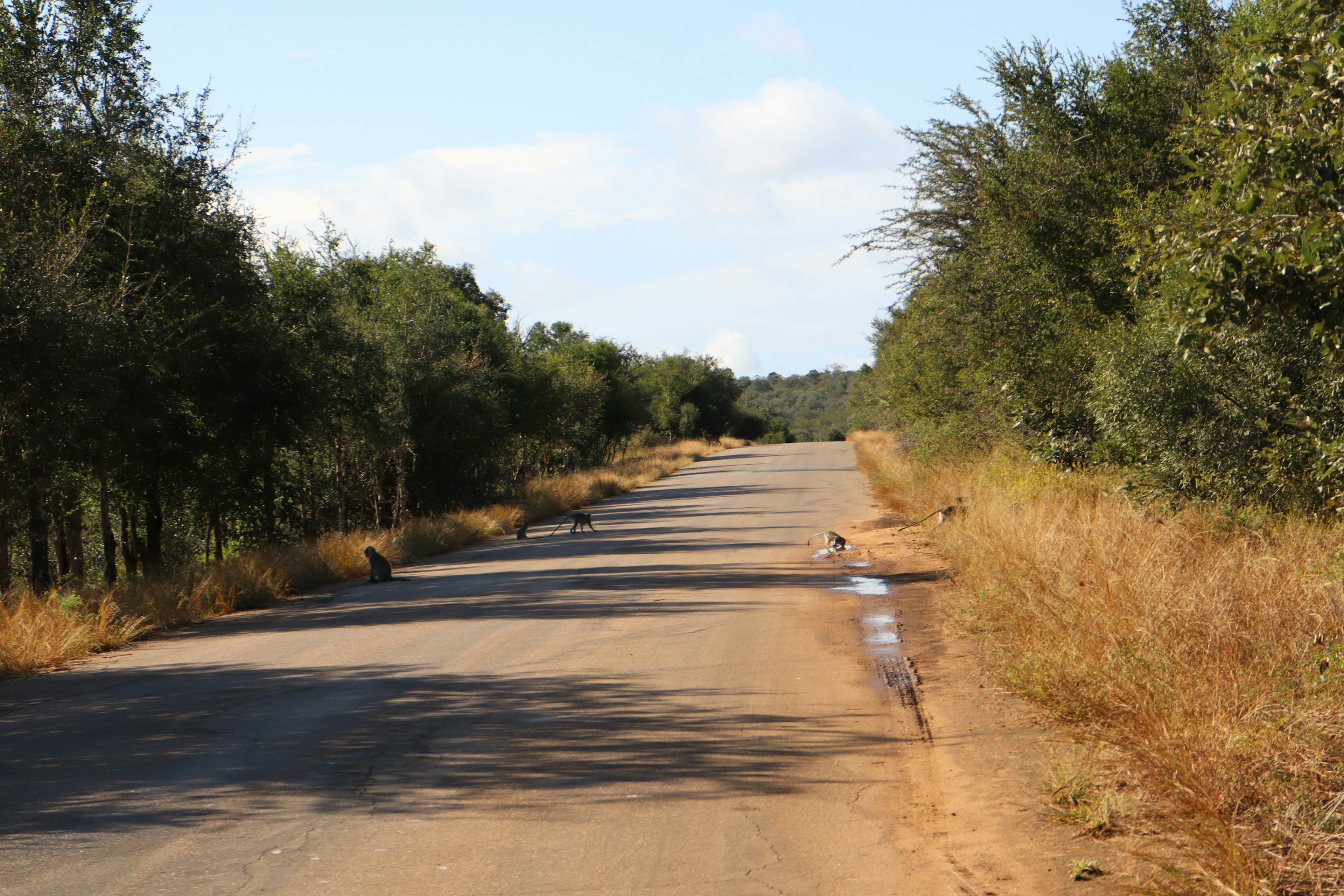 Paved road lined with green trees on both sides