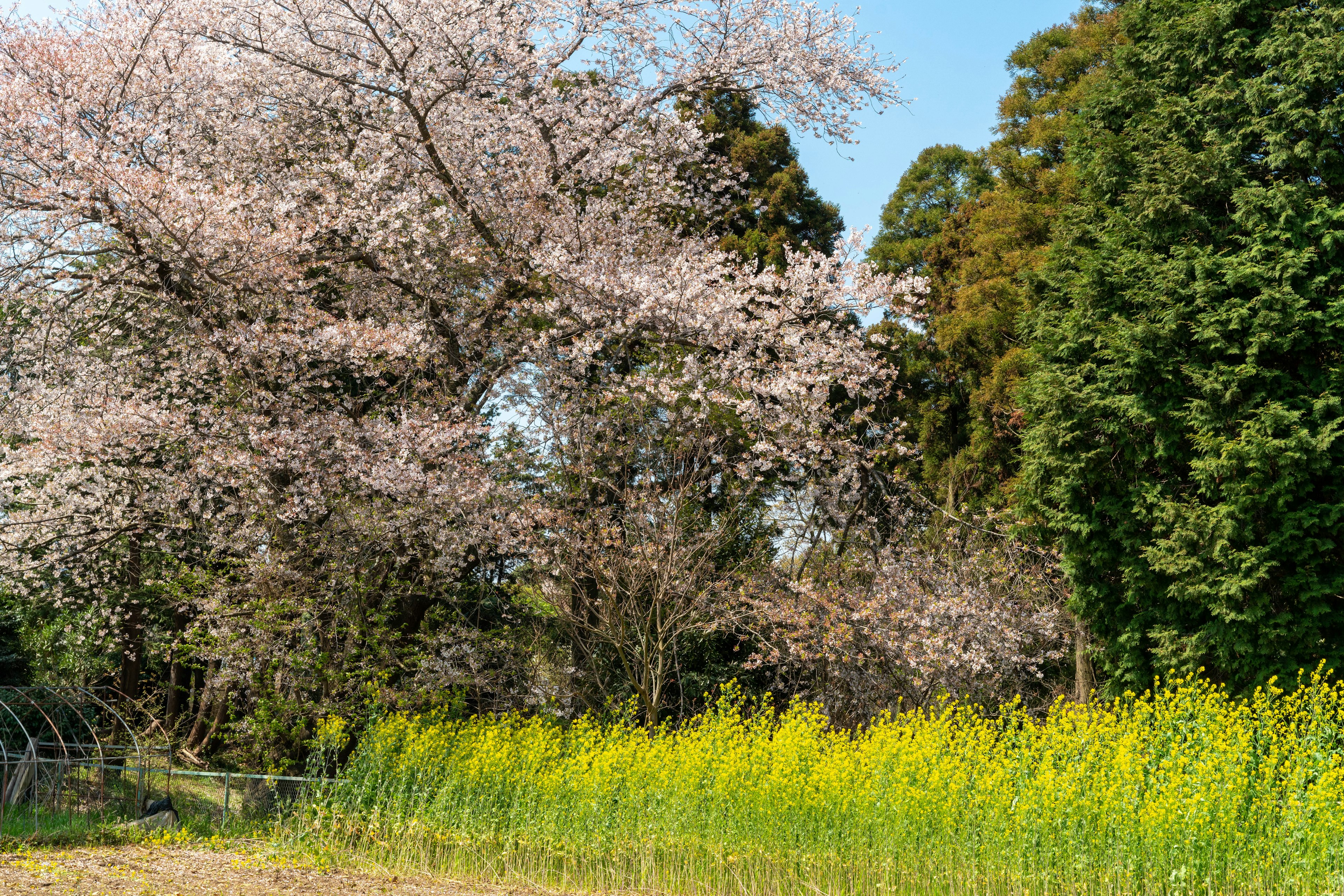 Paesaggio con alberi di ciliegio in fiore e fiori di colza gialli