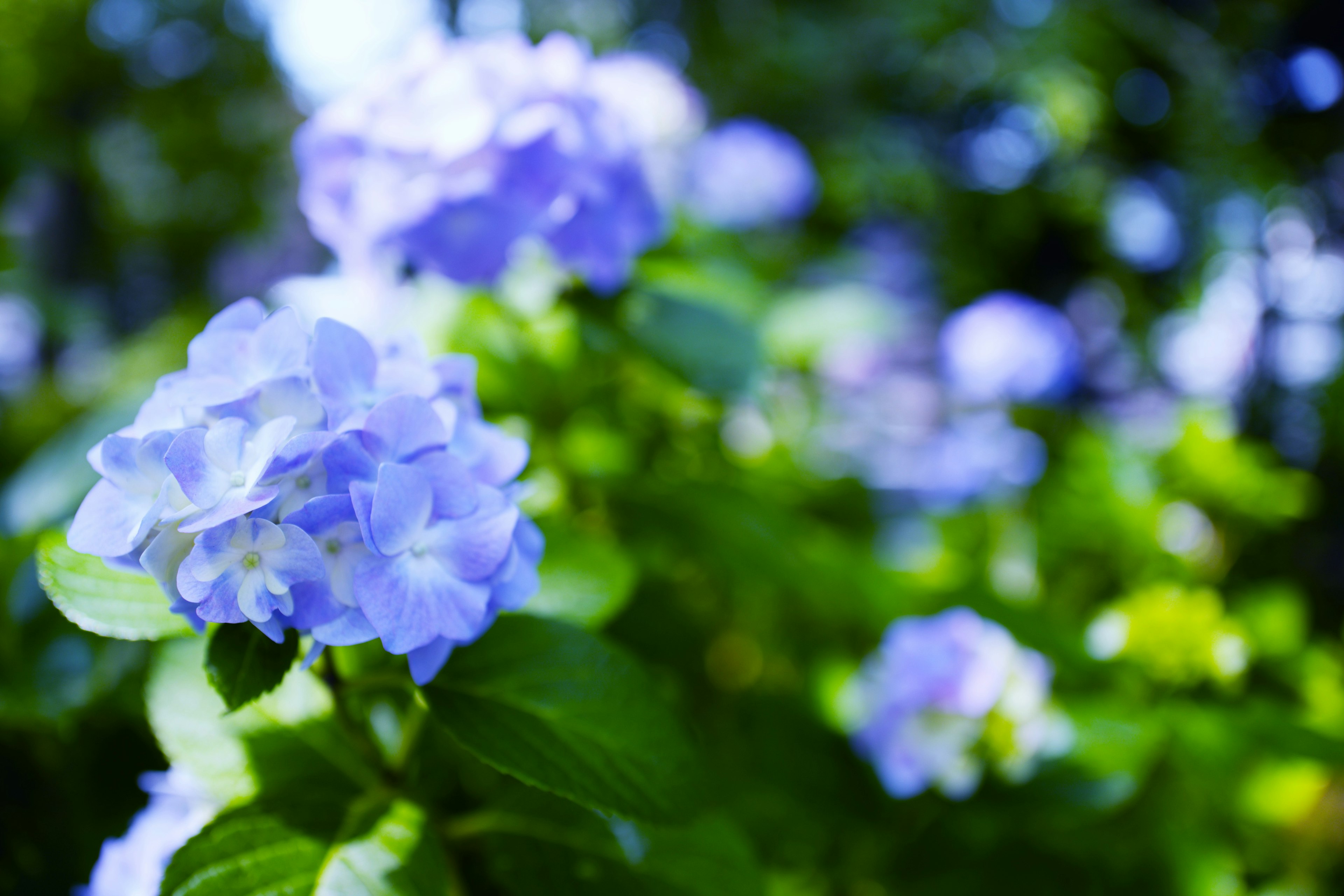 青い紫陽花の花が咲いている緑の葉に囲まれた美しい風景