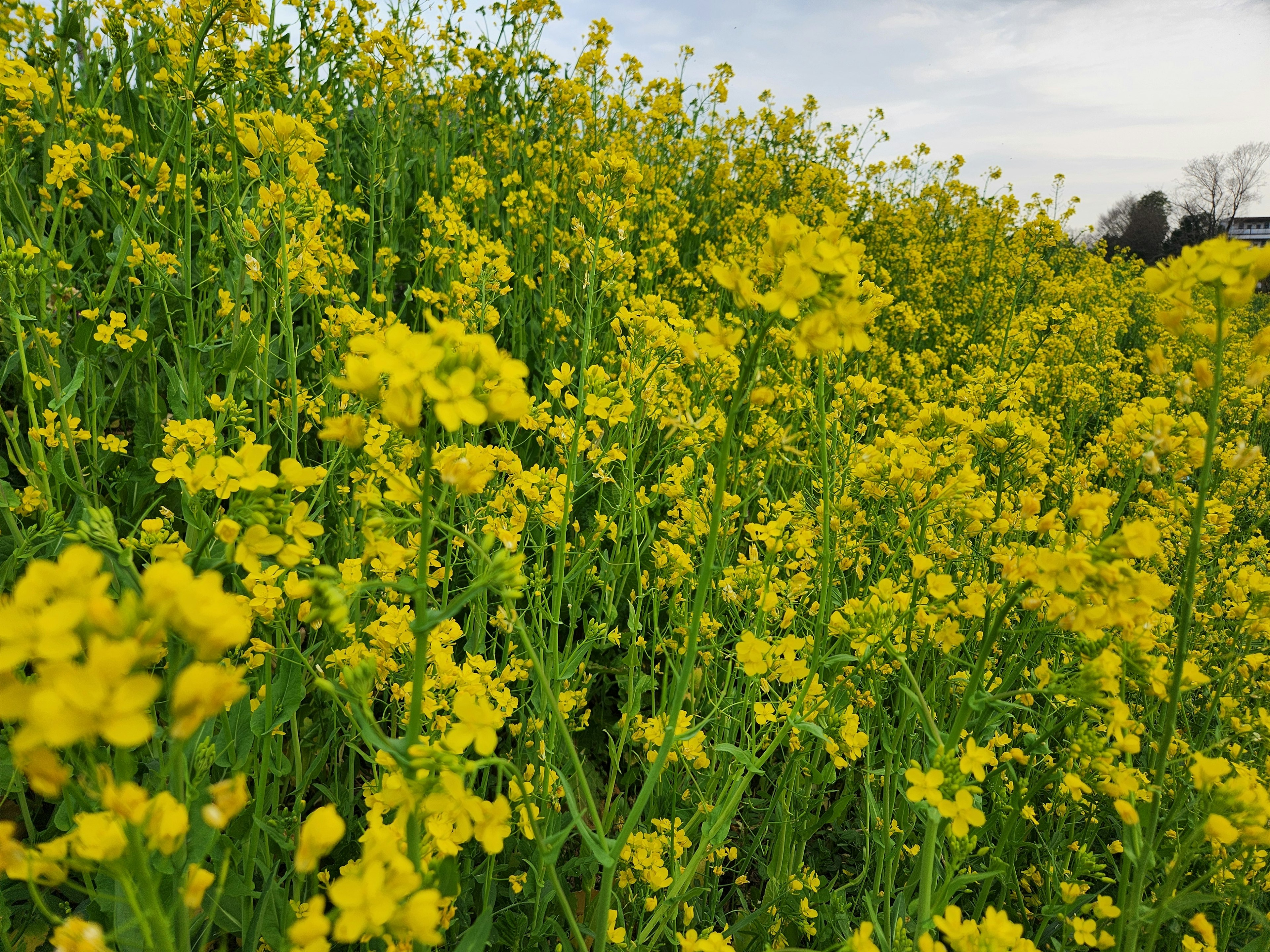 Ladang bunga minyak kuning yang hidup