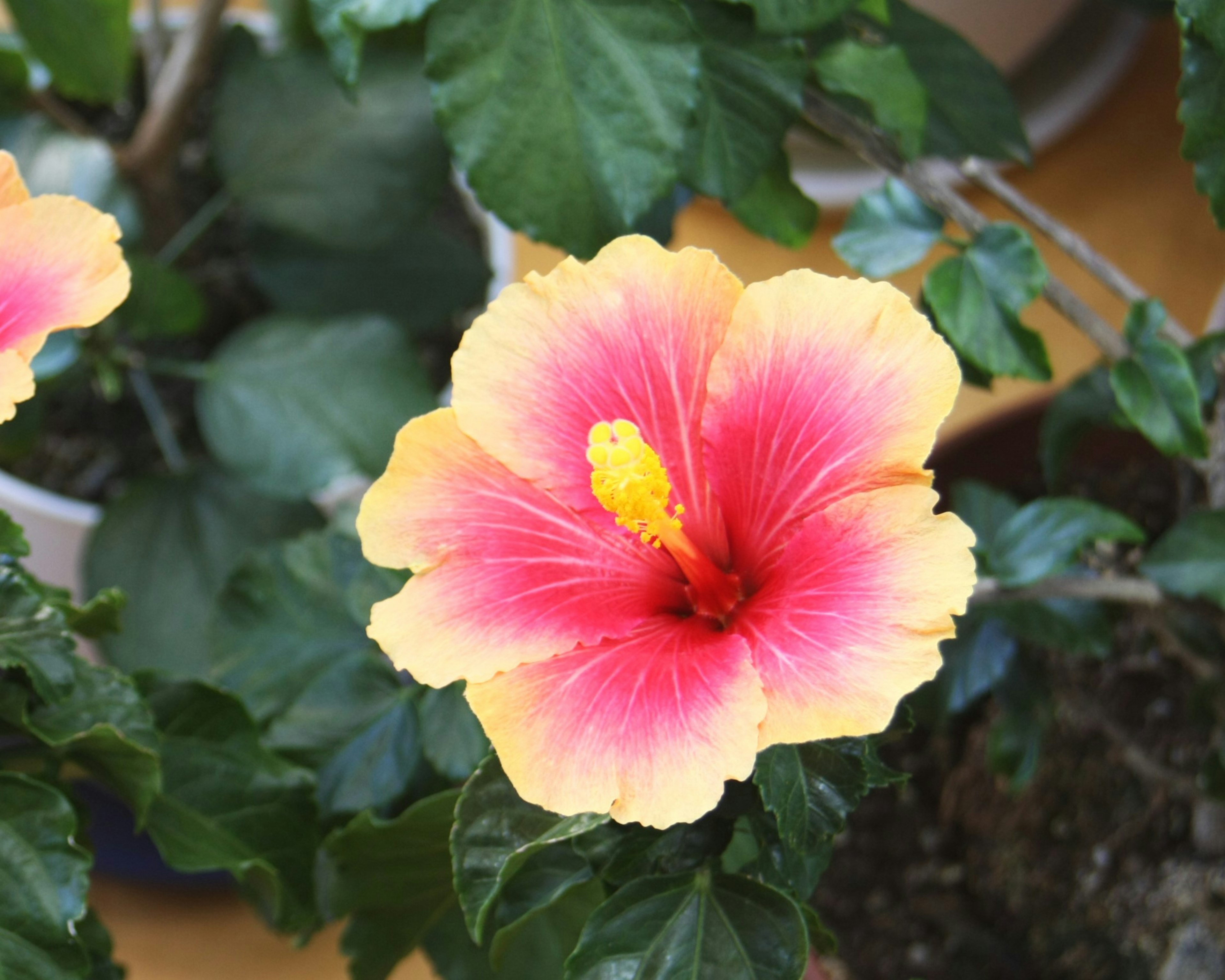 Bunga hibiscus merah muda dan kuning cerah dikelilingi oleh daun hijau