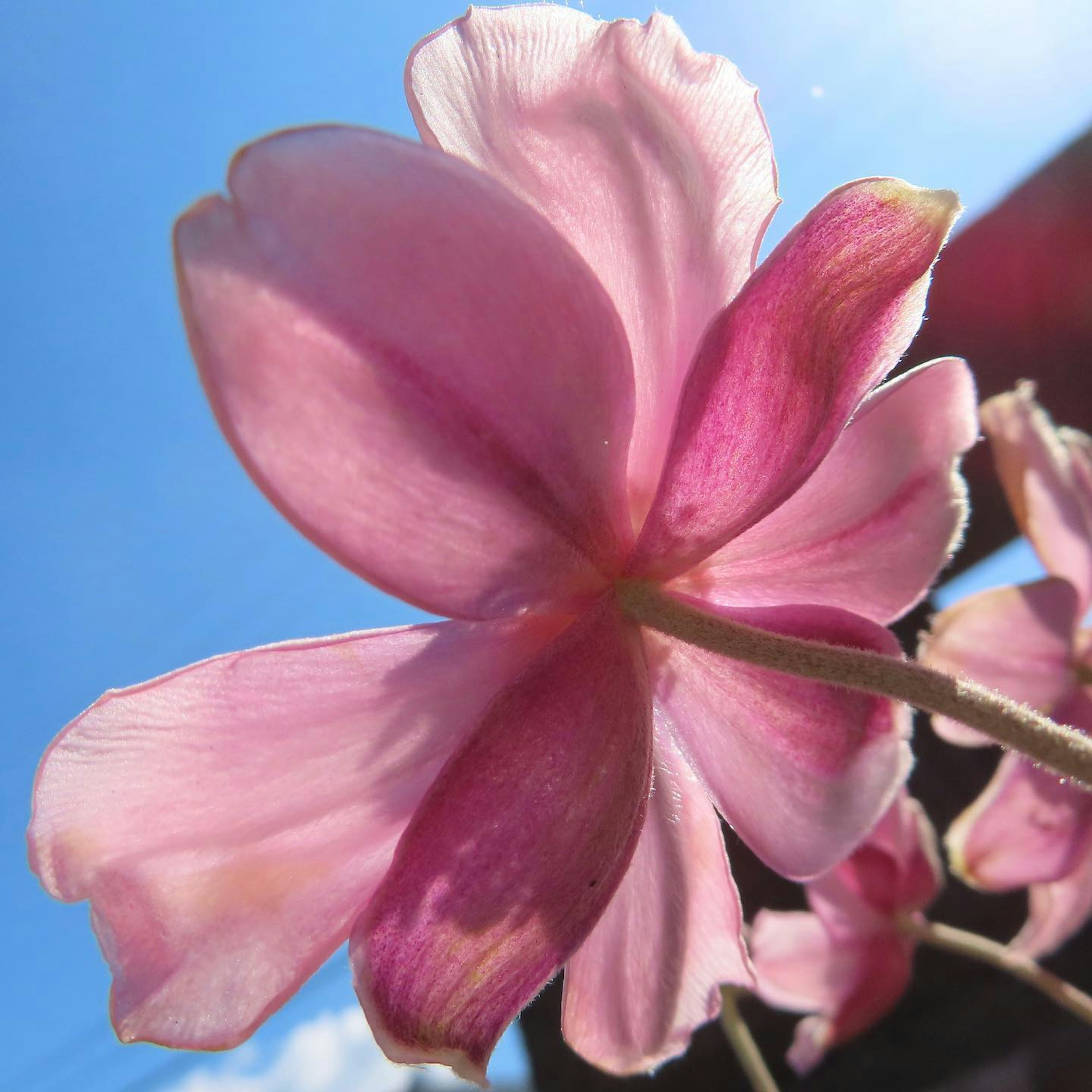 Close-up of a beautiful pink flower against a blue sky