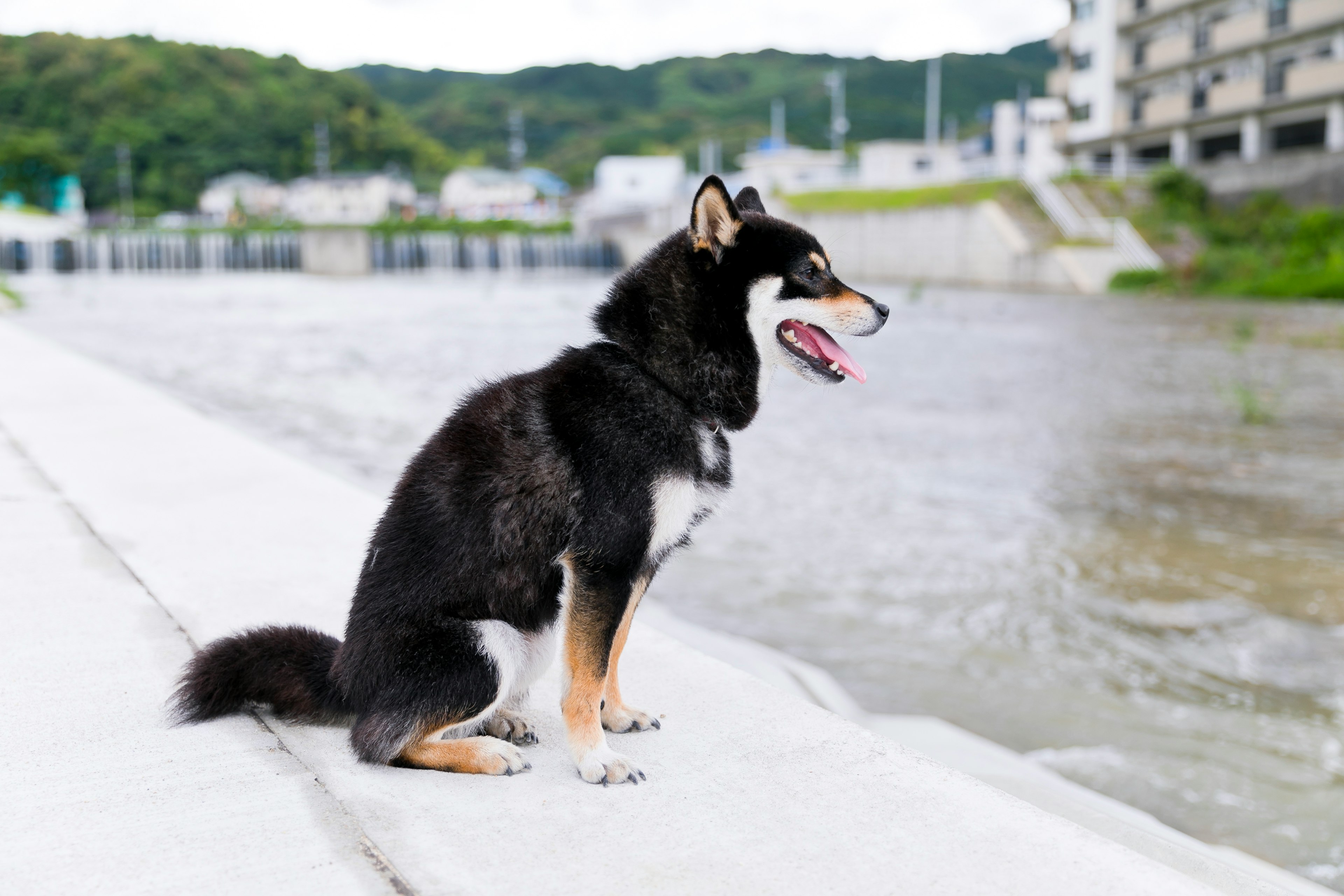 川のそばに座る黒い柴犬