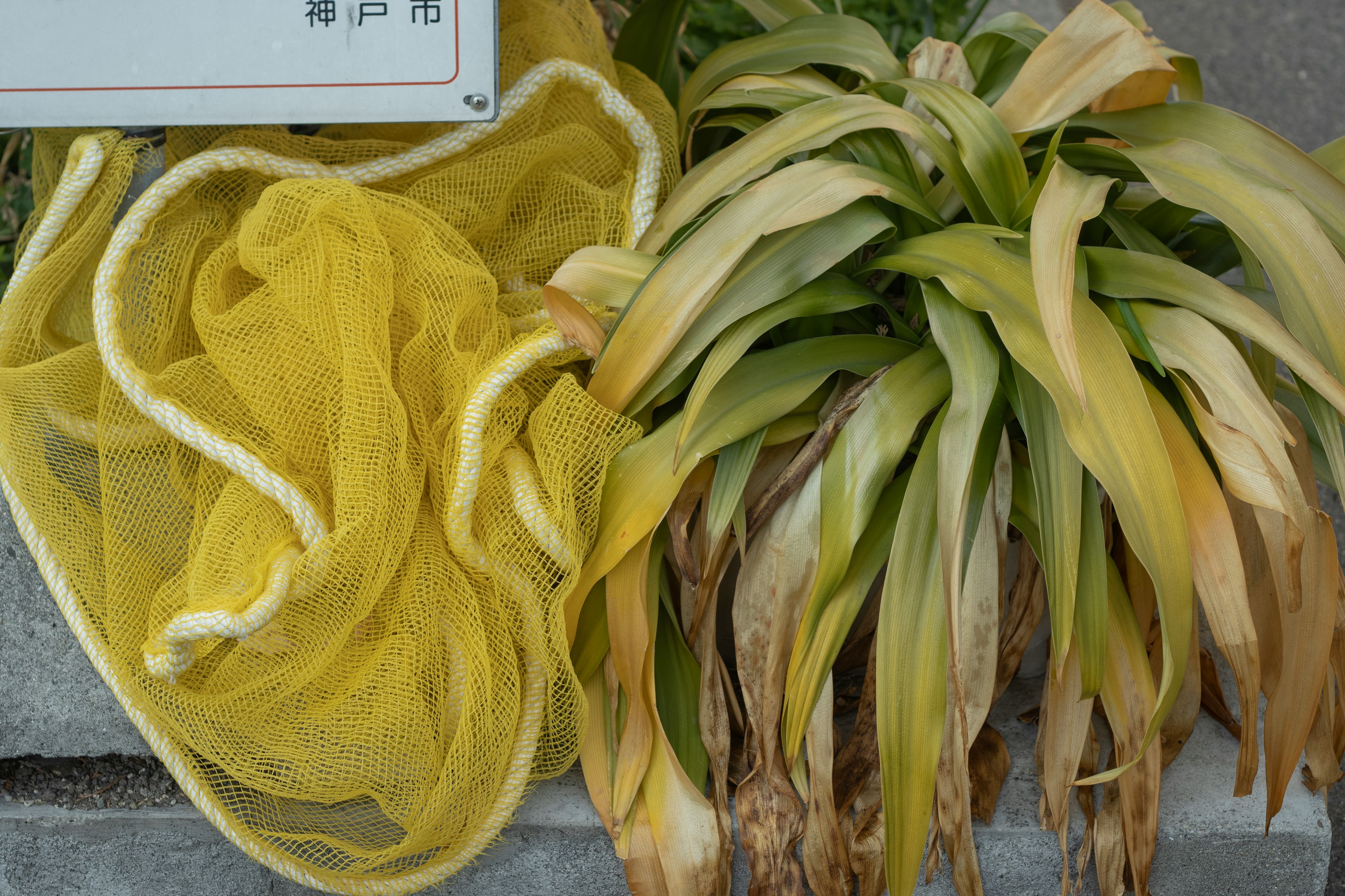 Un filet jaune et une plante aux feuilles flétries sont visibles