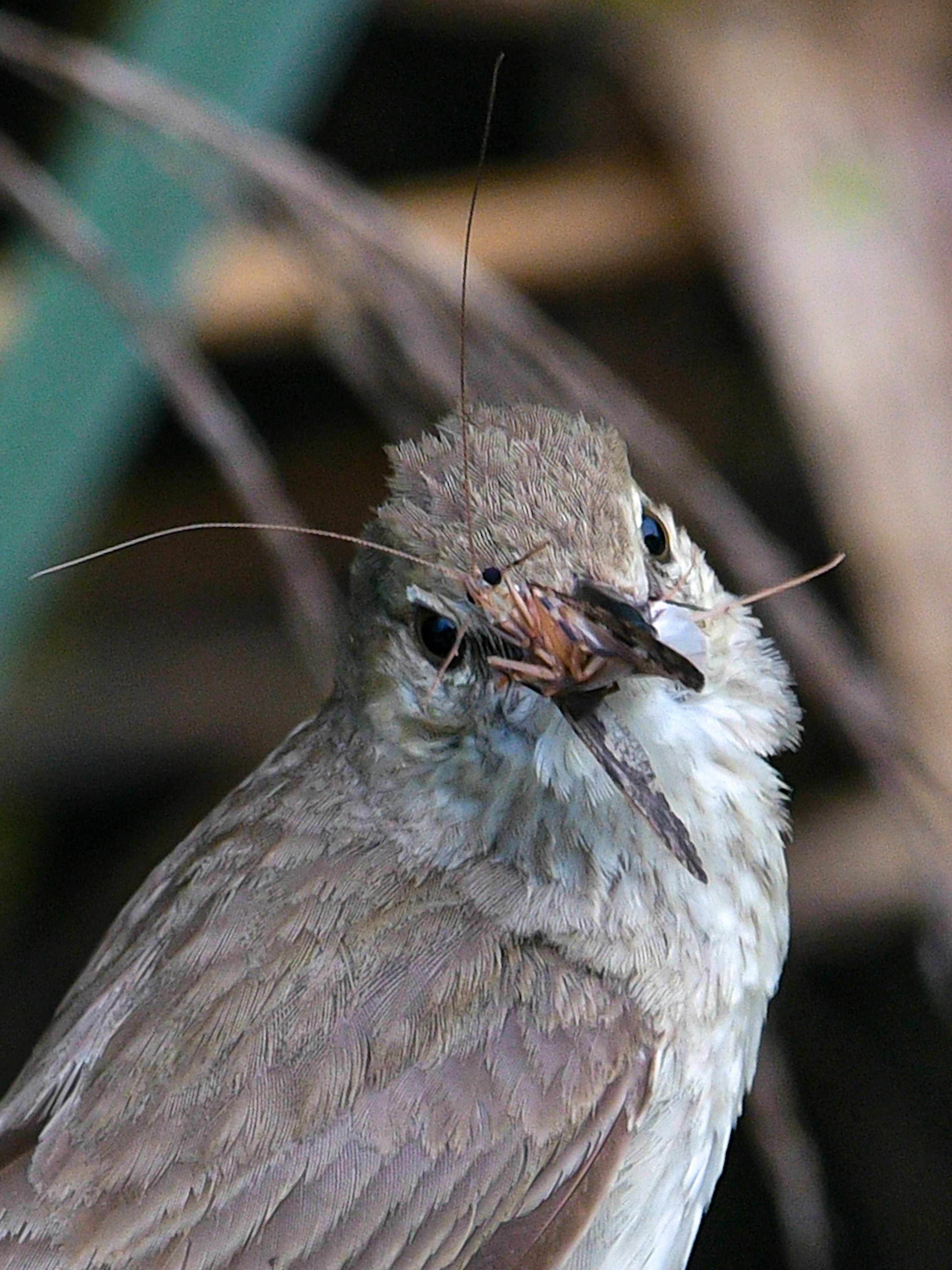 Nahaufnahme eines kleinen Vogels, der die Kamera anblickt, mit charakteristischen Federn und dünnen Schnurrhaaren